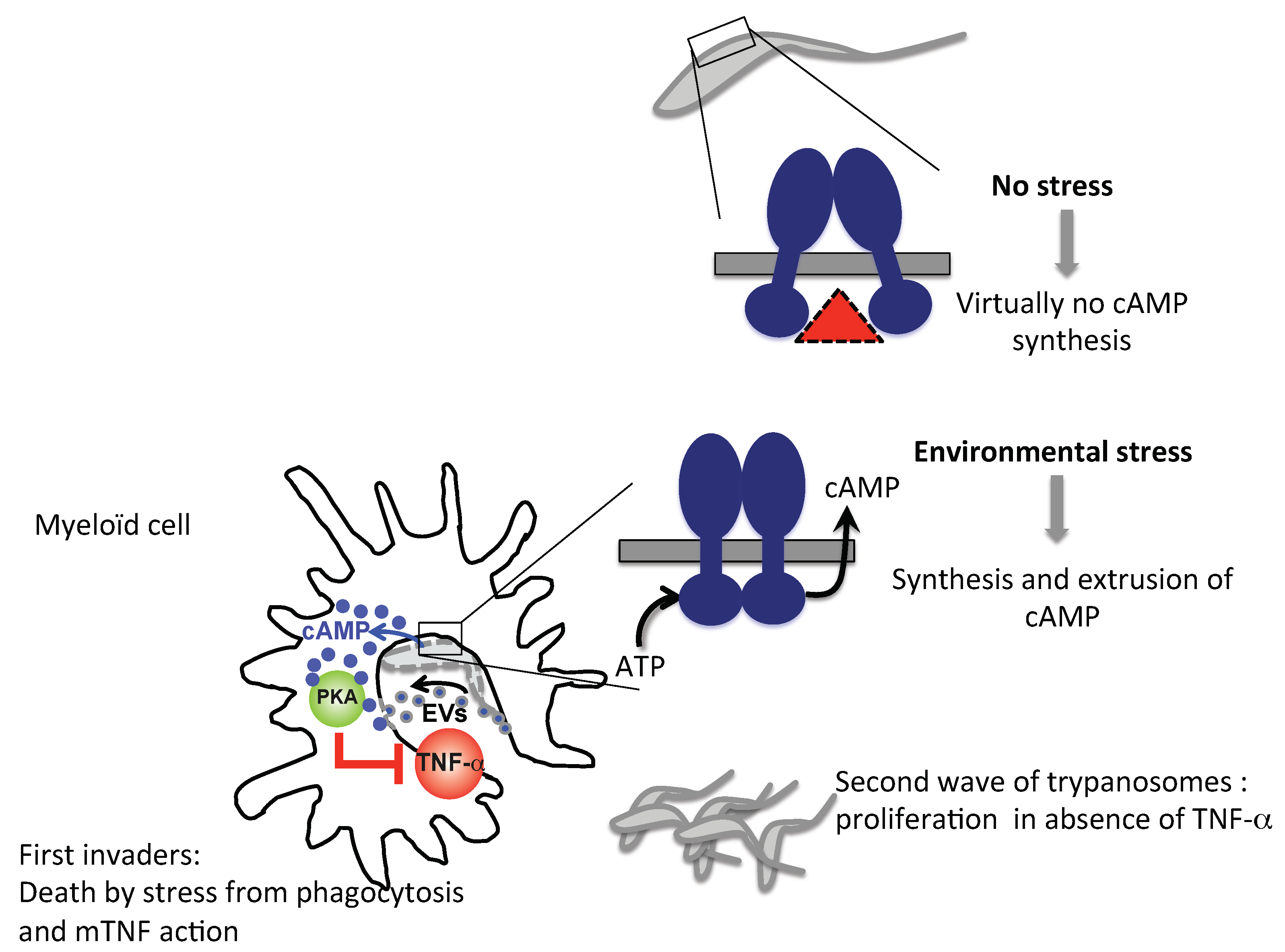 Pathogens 07 00048 g003