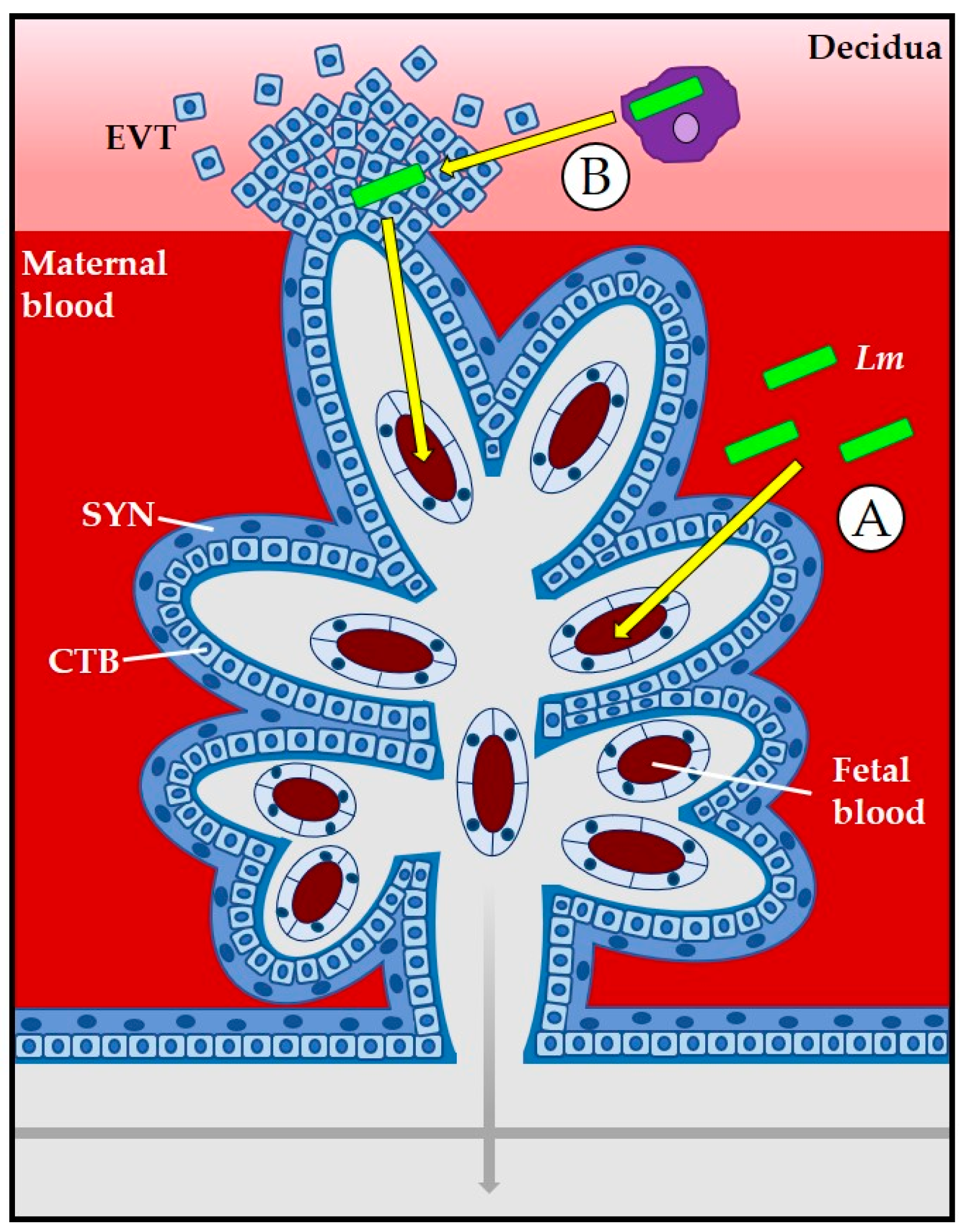 Pathogens 07 00052 g002