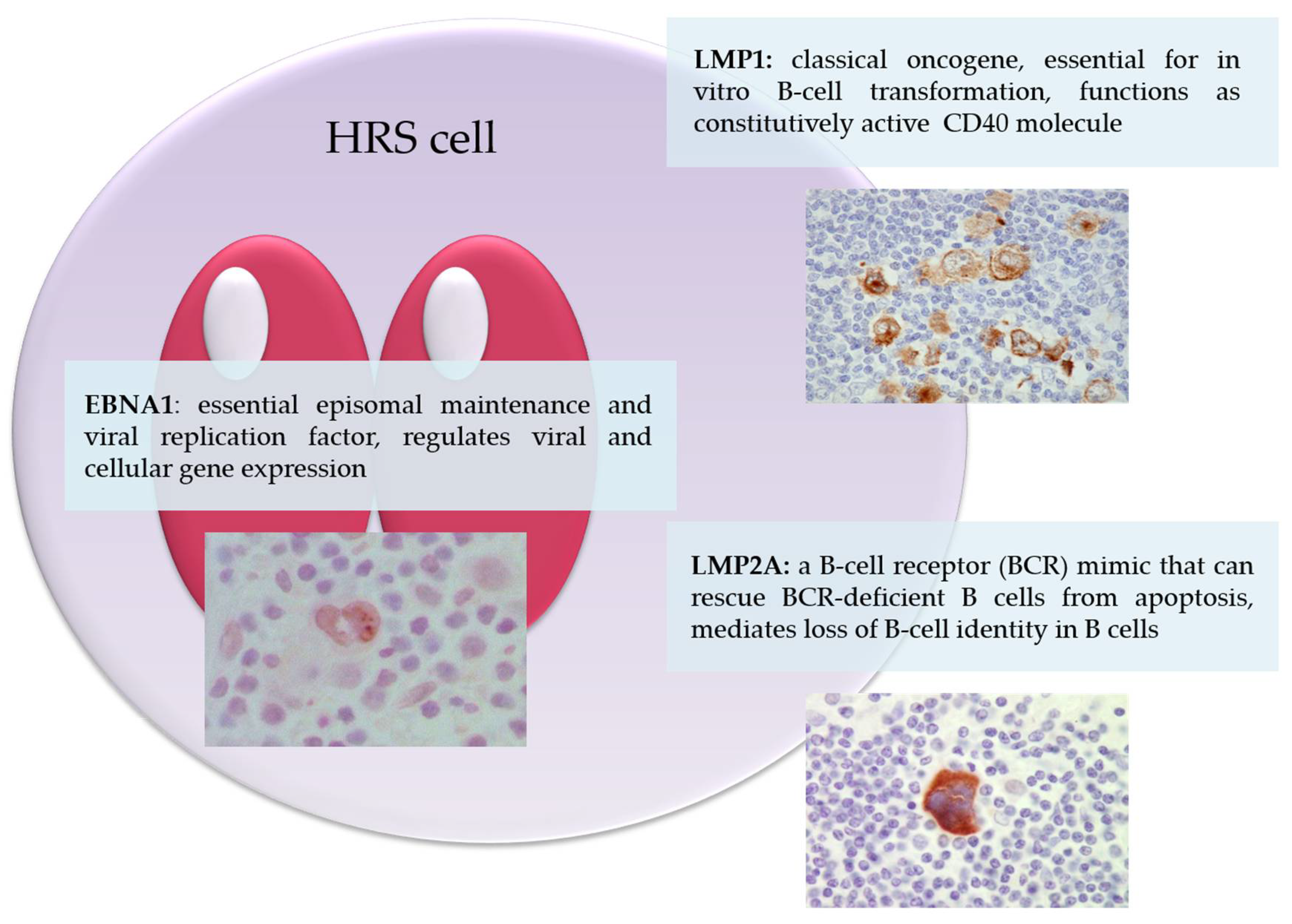 Pathogens 07 00059 g001