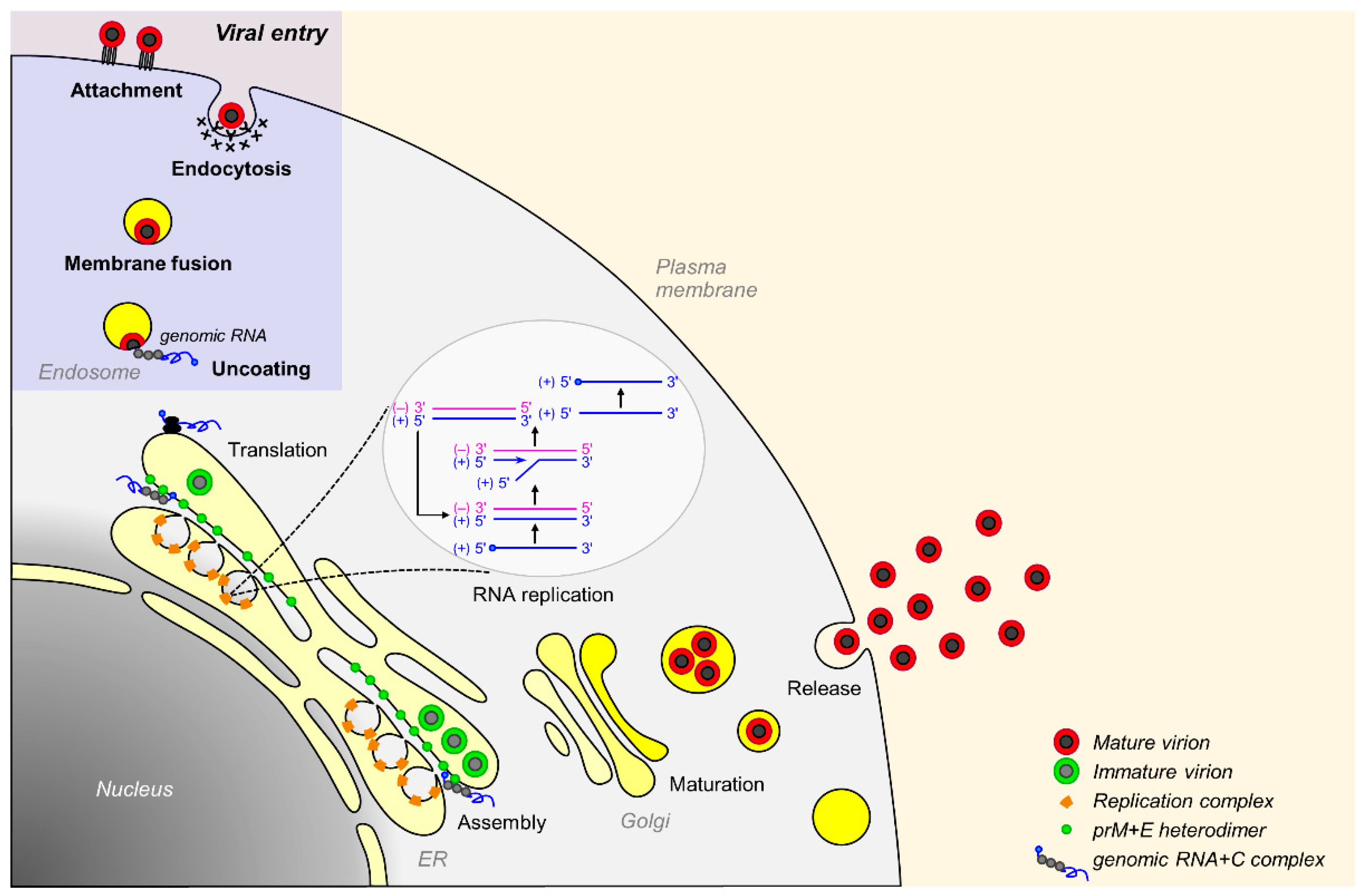Pathogens 07 00068 g002 Pathogens 07 00068 g002