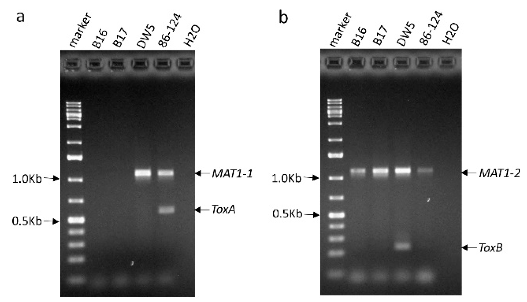 Pathogens 07 00074 g001