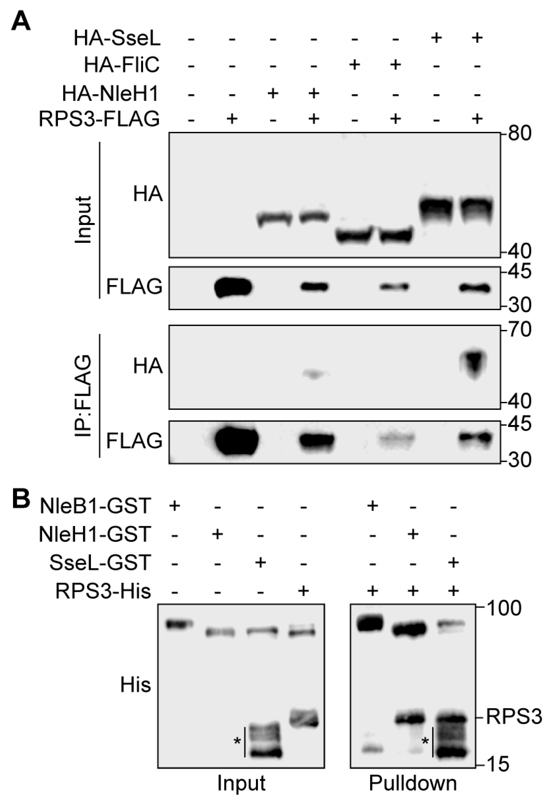 Pathogens 07 00086 g002
