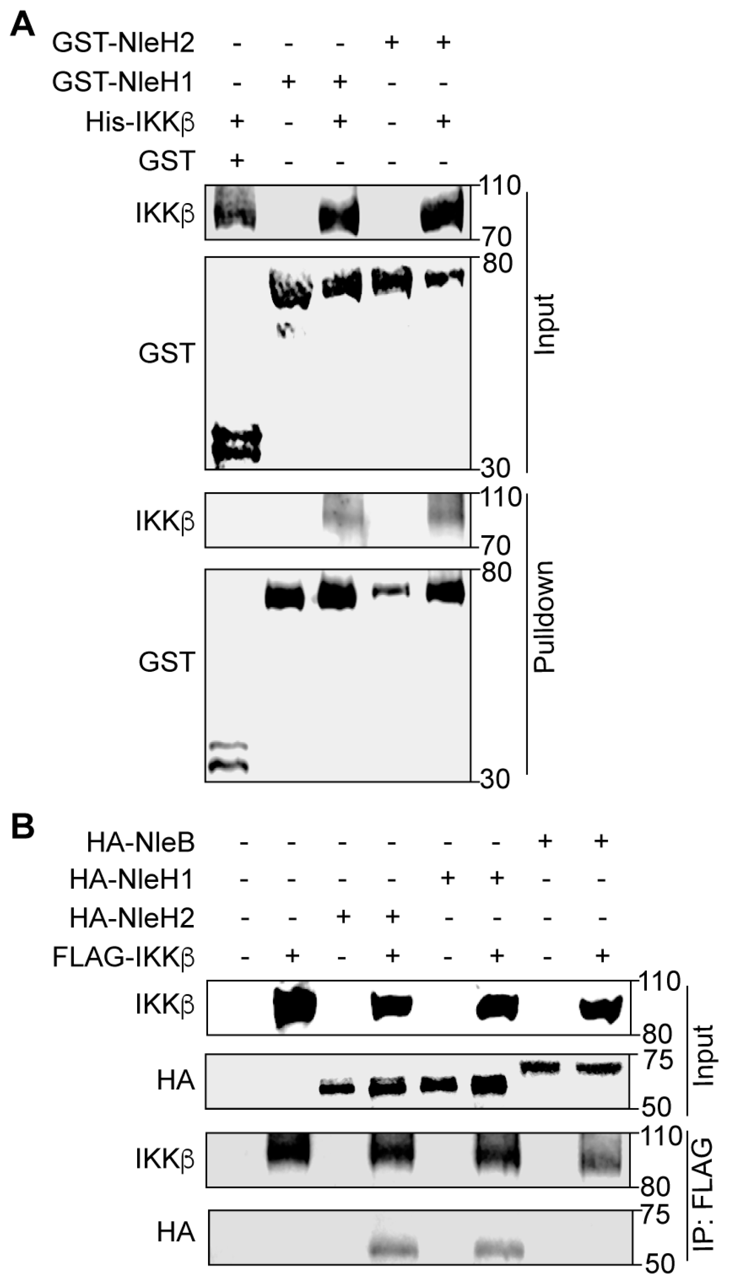 Pathogens 07 00087 g001