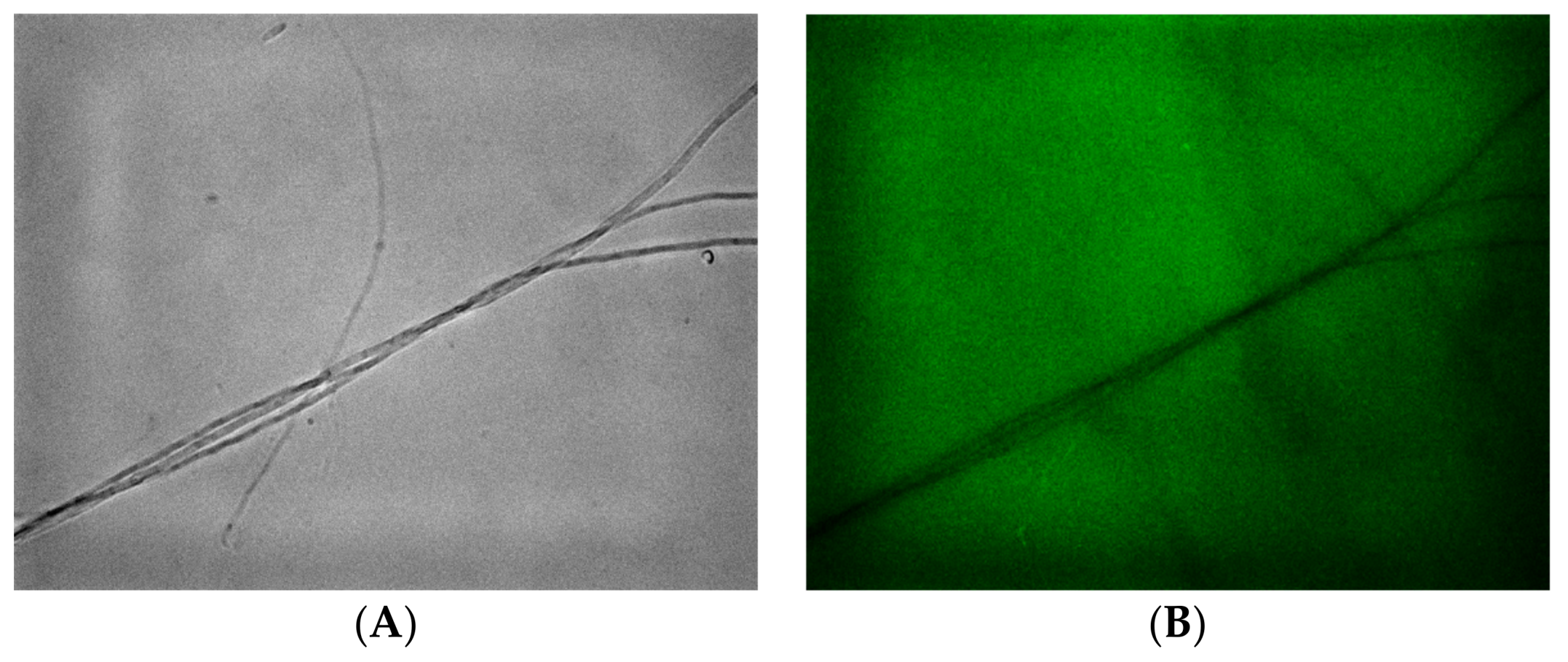 Pathogens 07 00090 g002a Pathogens 07 00090 g002a