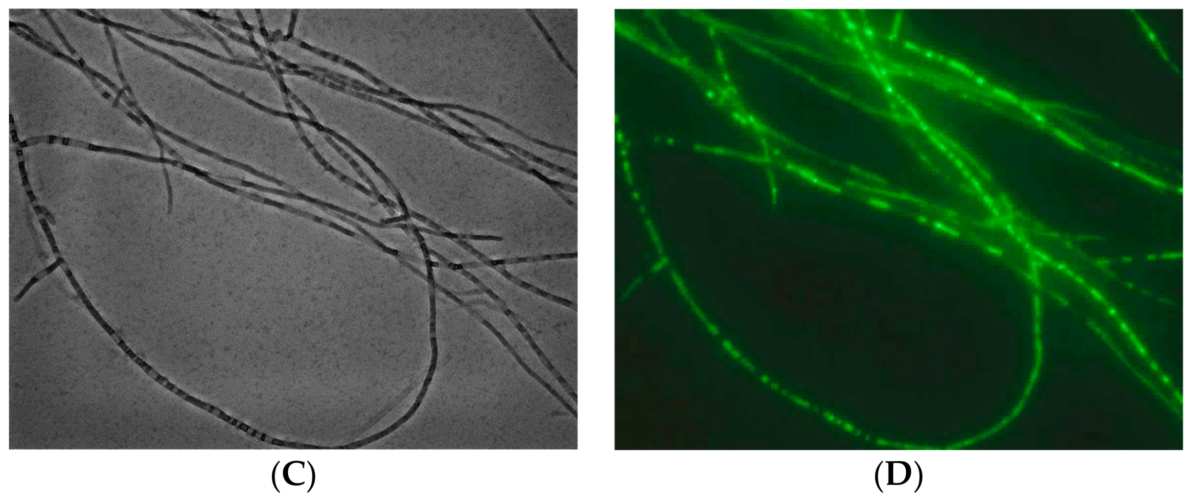 Pathogens 07 00090 g002b Pathogens 07 00090 g002b
