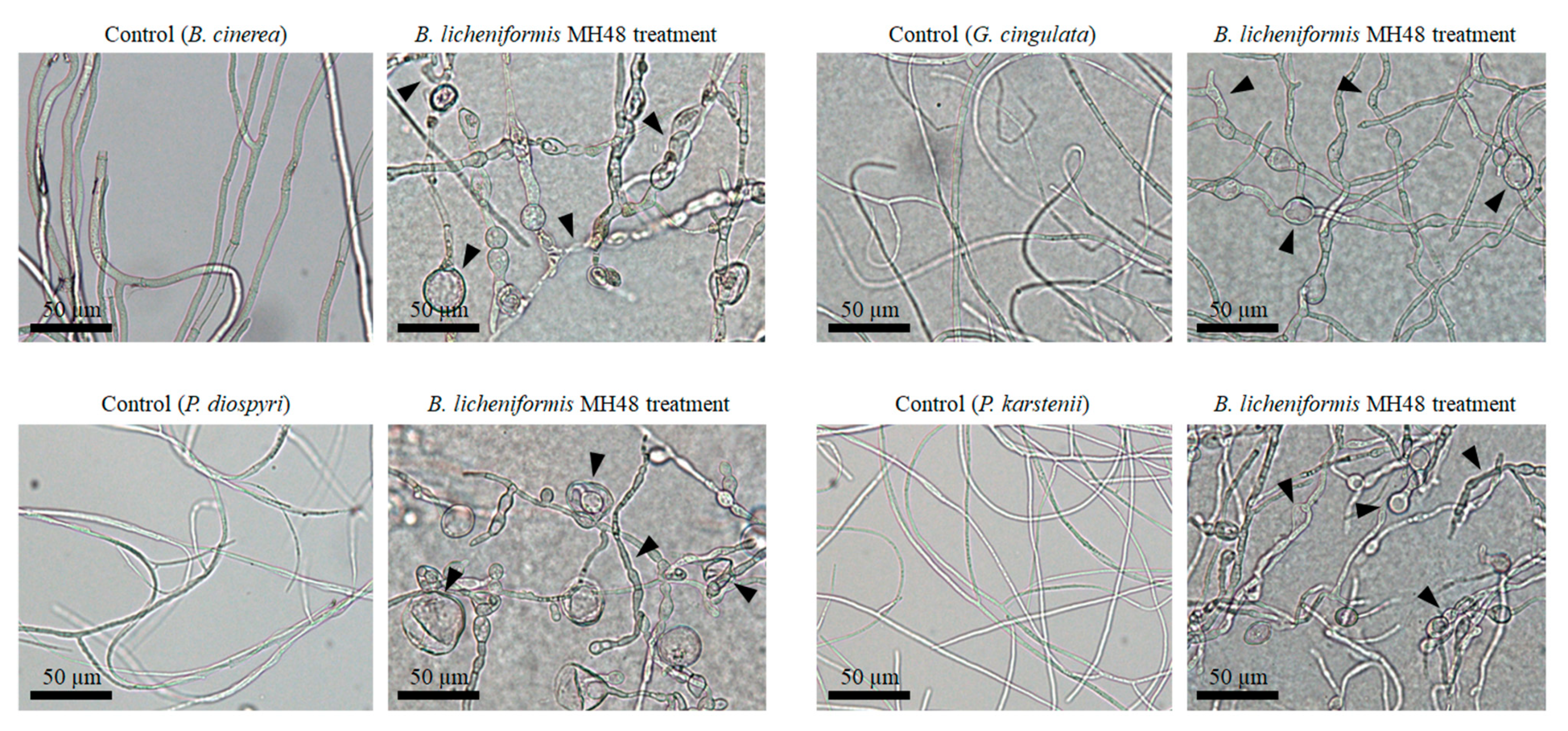 Pathogens 08 00006 g005