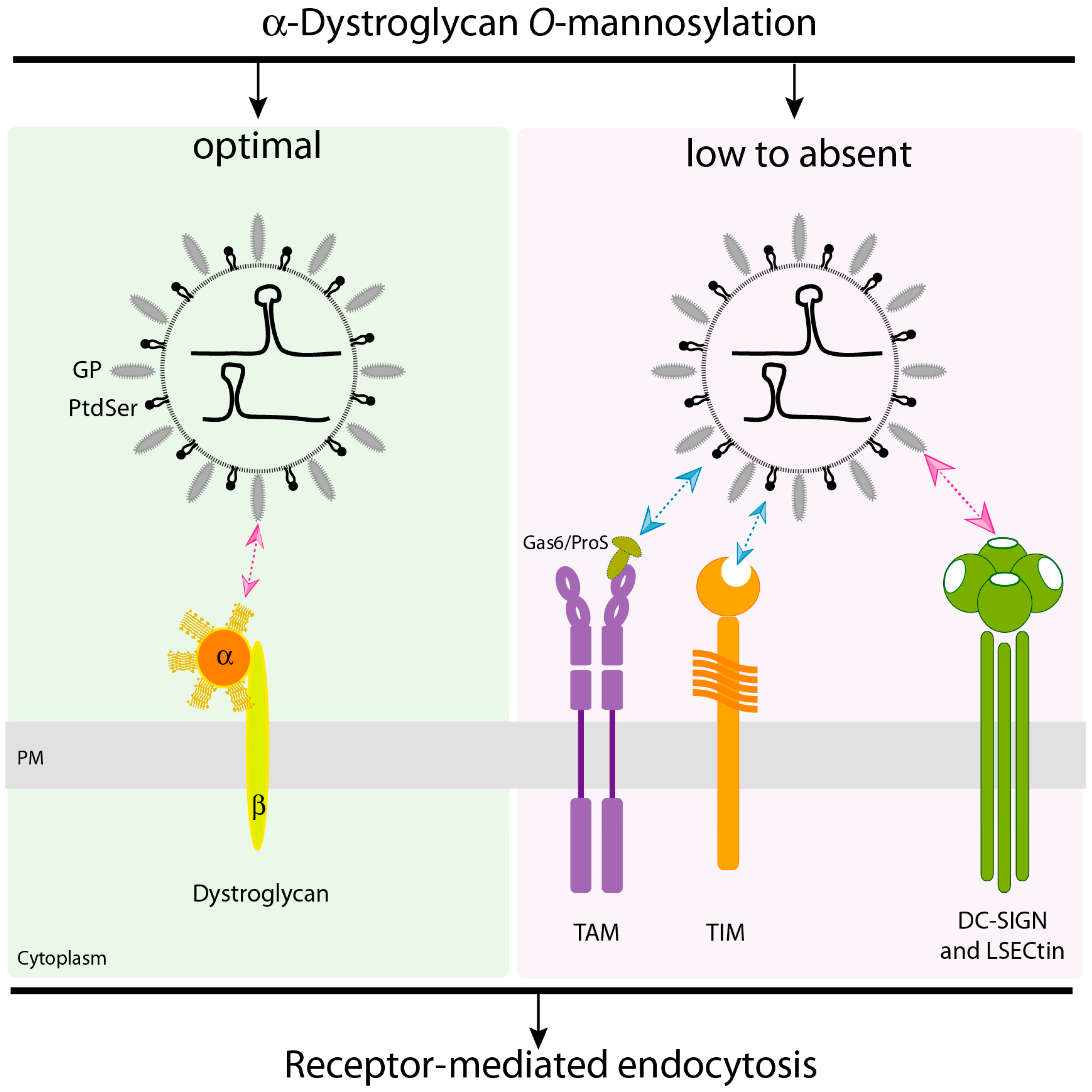 Pathogens 08 00017 g001