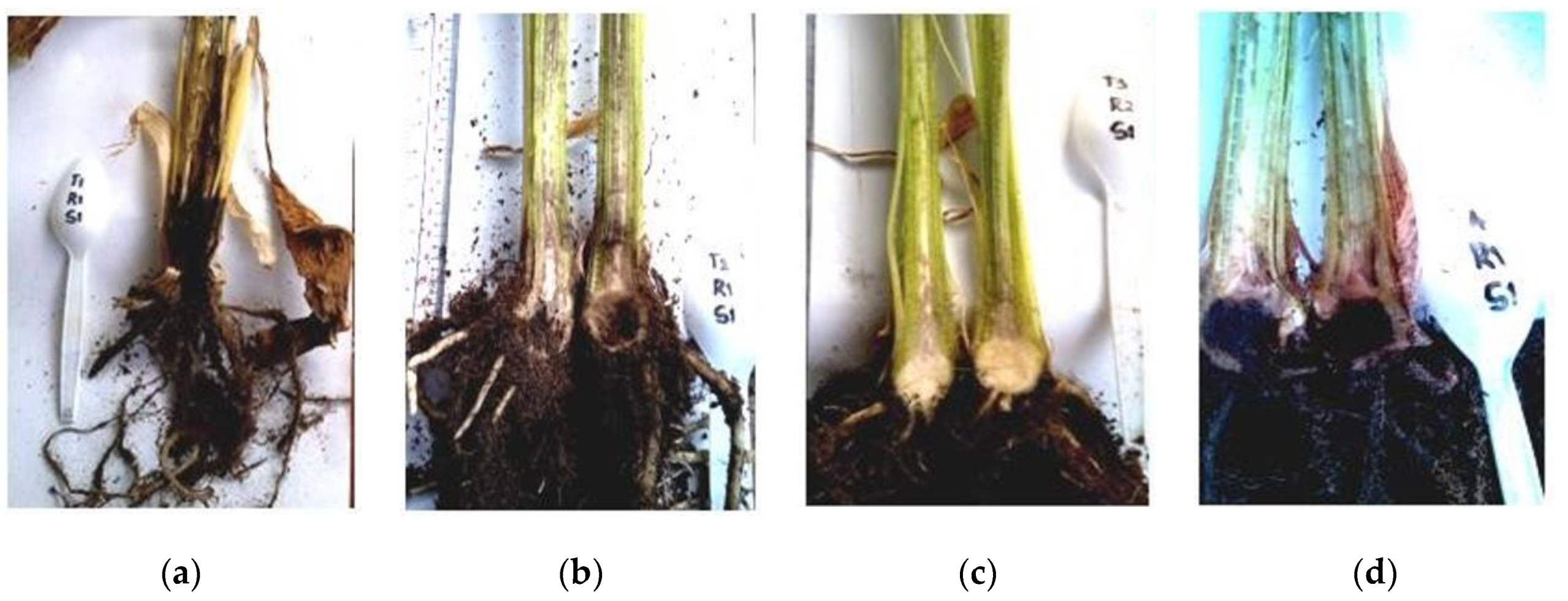 Pathogens 08 00043 g002