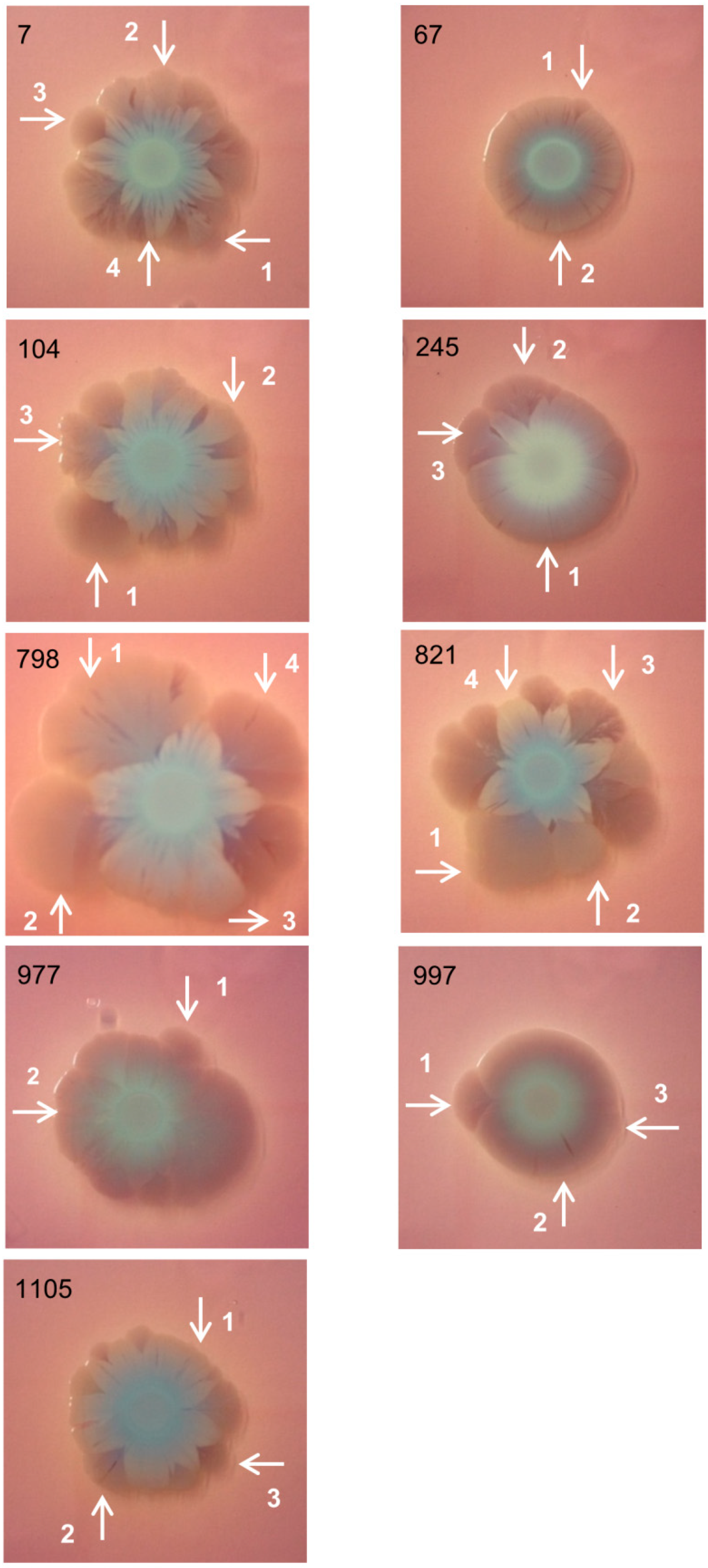 Pathogens 08 00049 g001