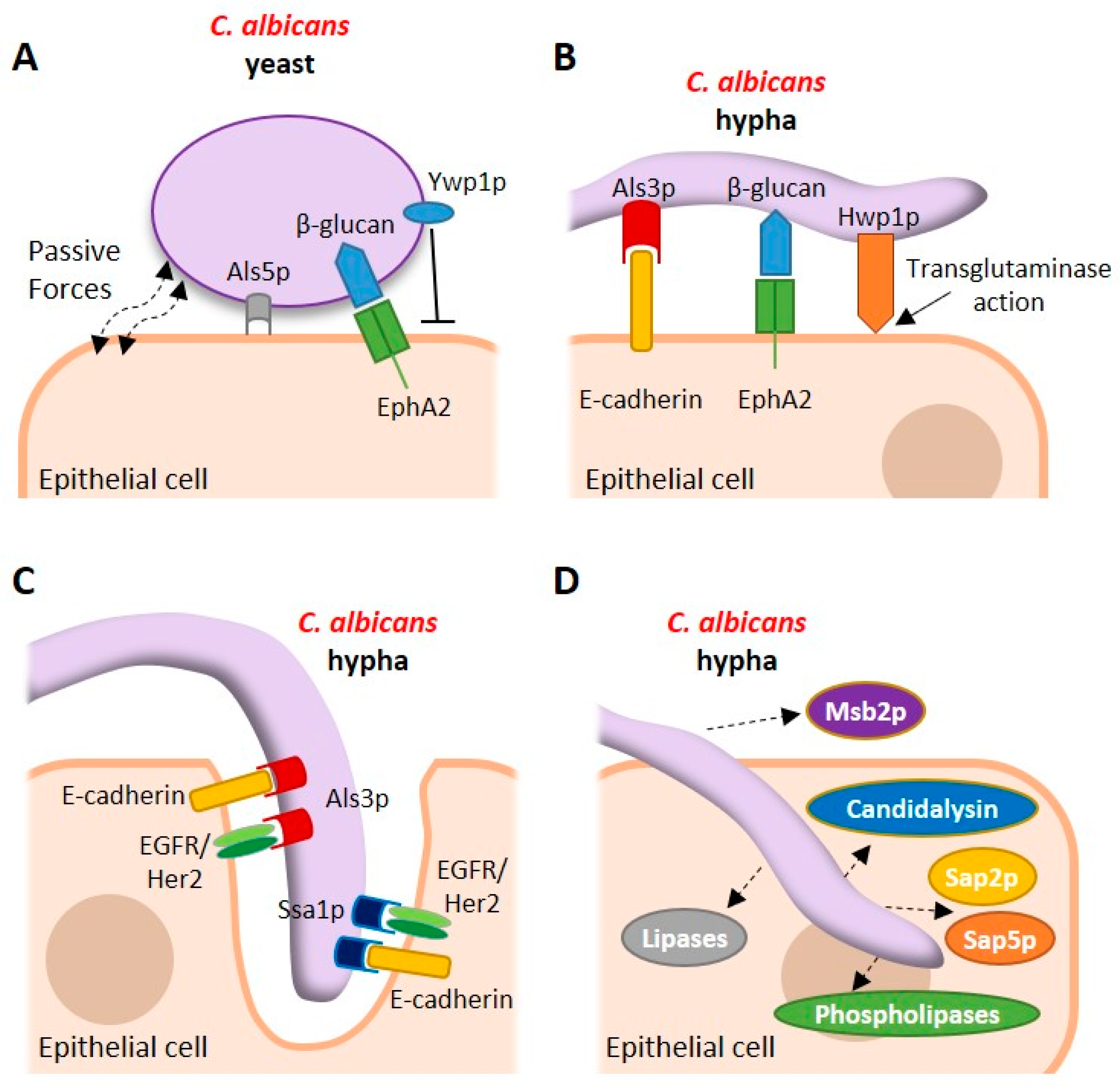 Pathogens 08 00053 g001