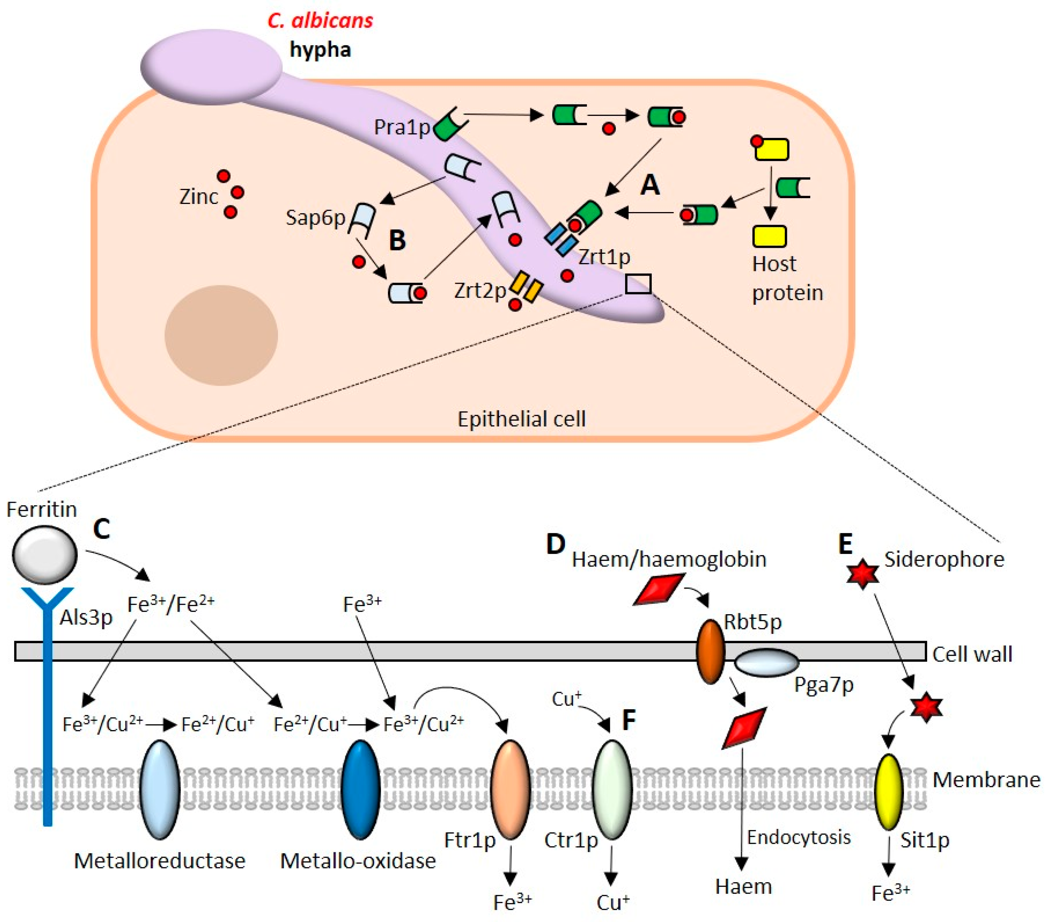 Pathogens 08 00053 g002