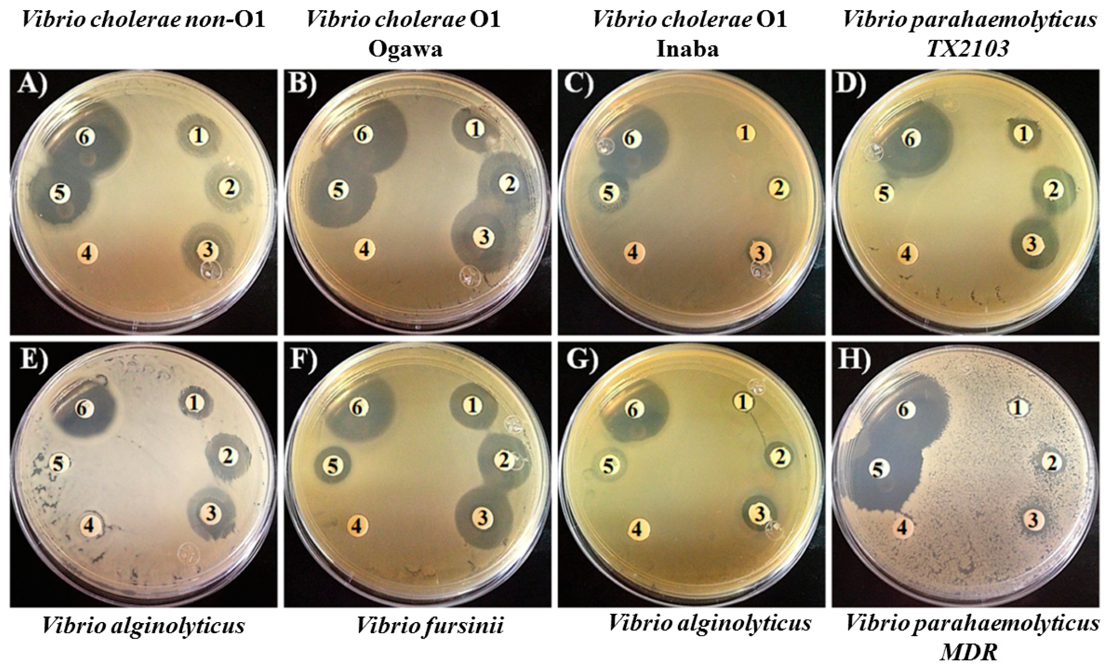 Pathogens 08 00064 g001