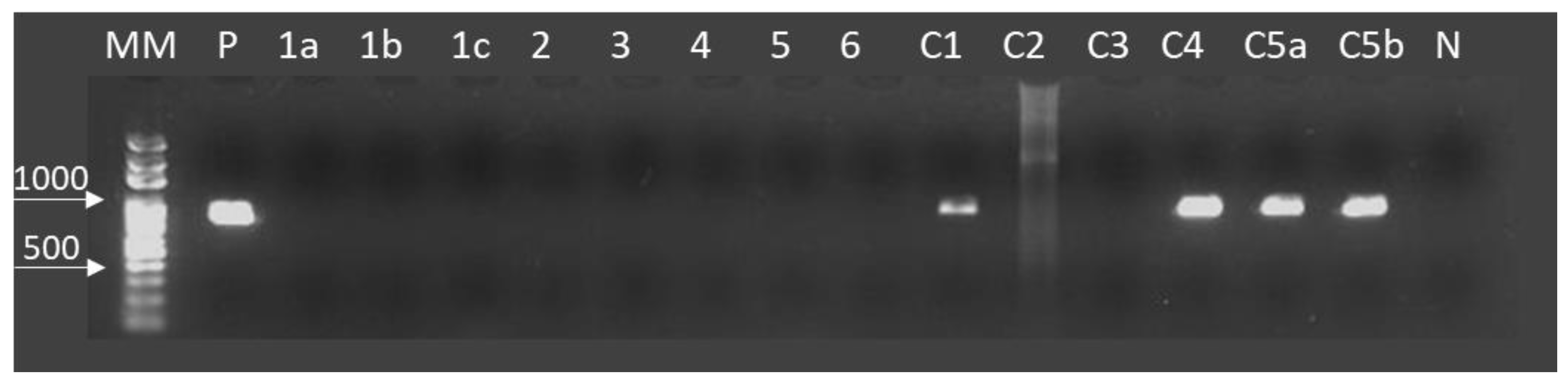 Pathogens 08 00066 g002