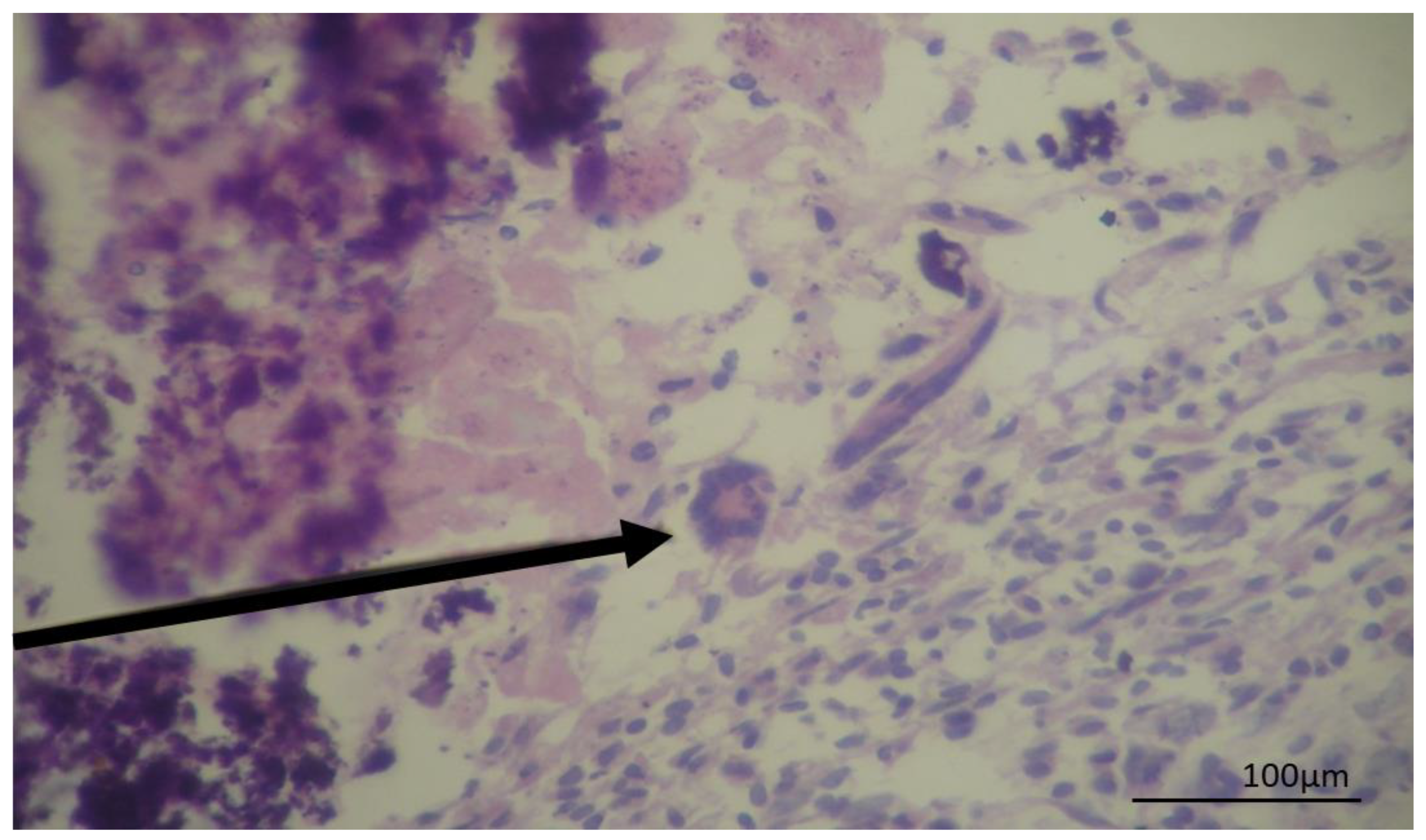 Pathogens 08 00066 g003