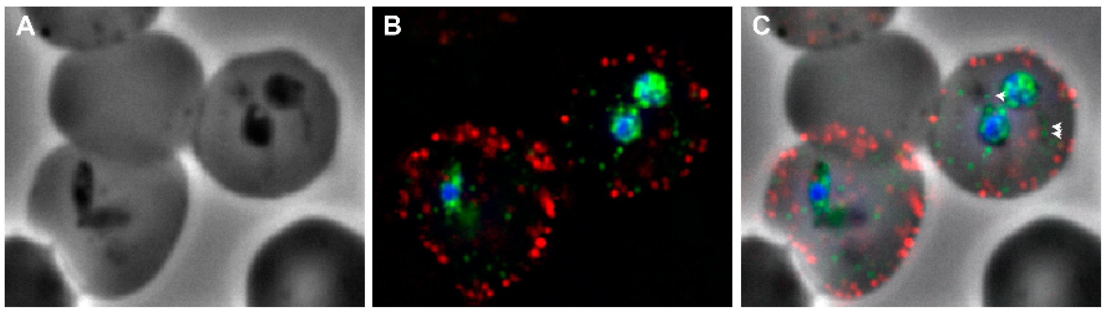 Pathogens 08 00076 g003