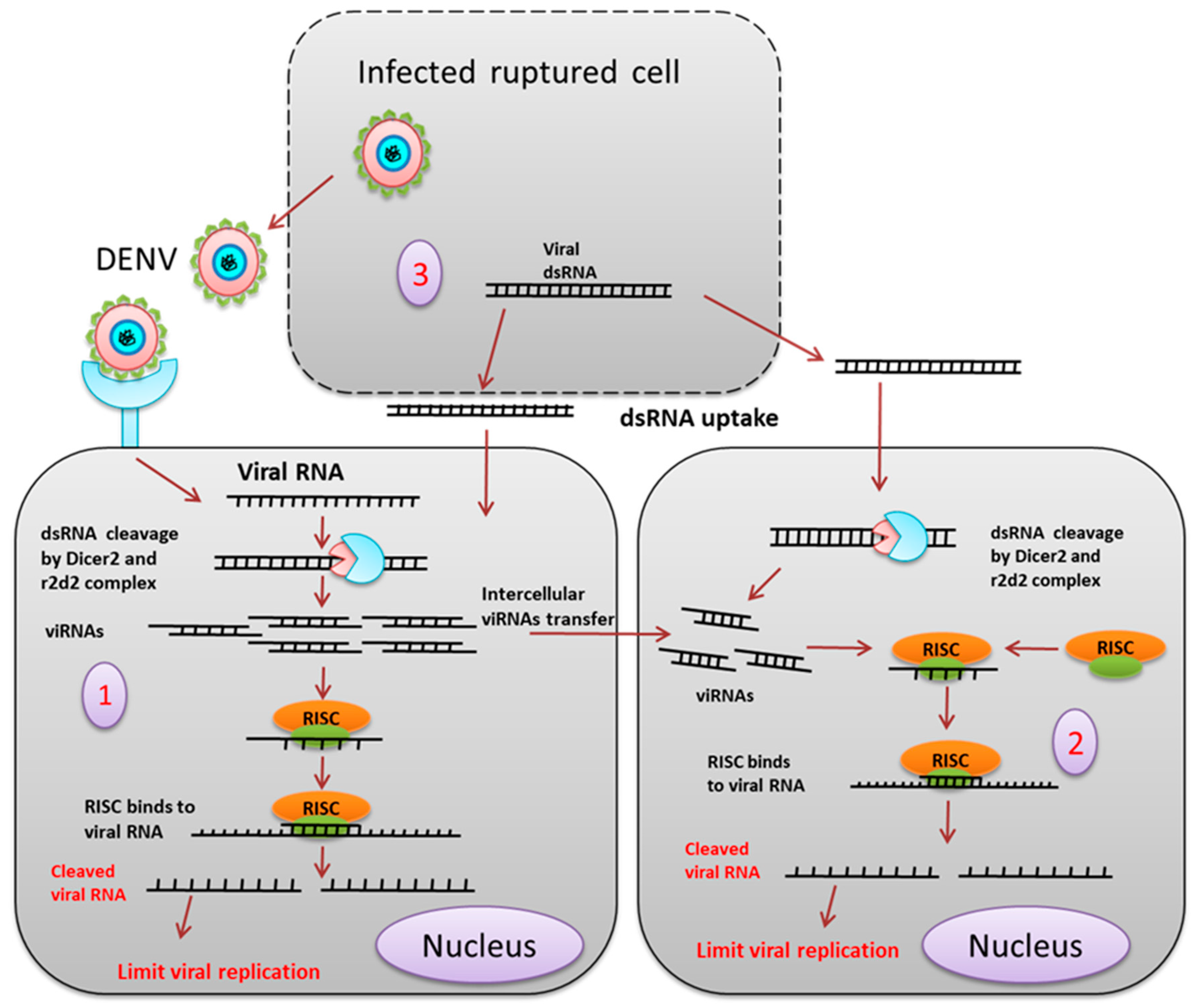 Pathogens 08 00077 g004