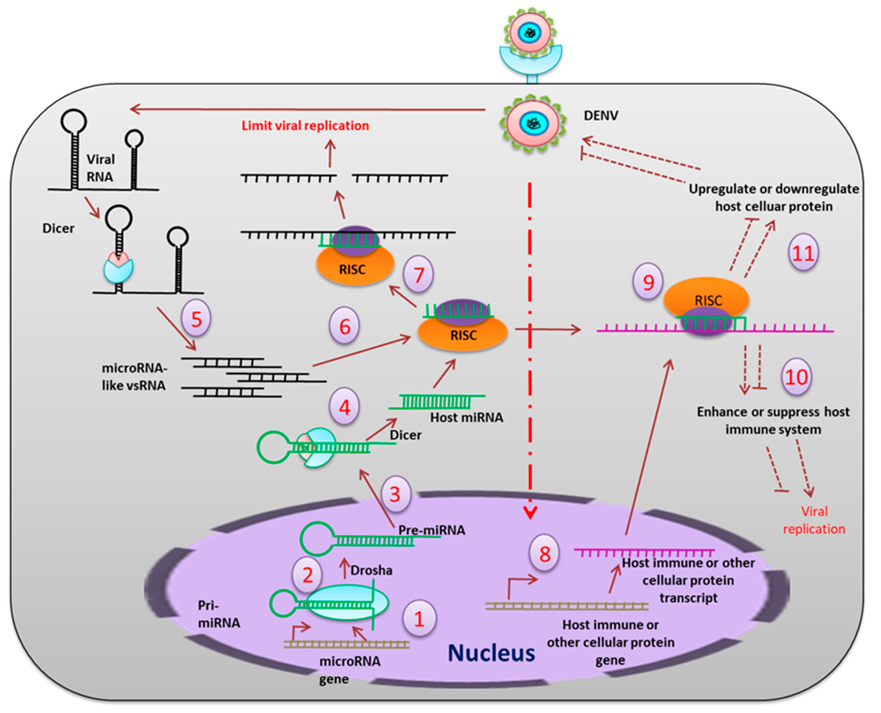 Pathogens 08 00077 g005