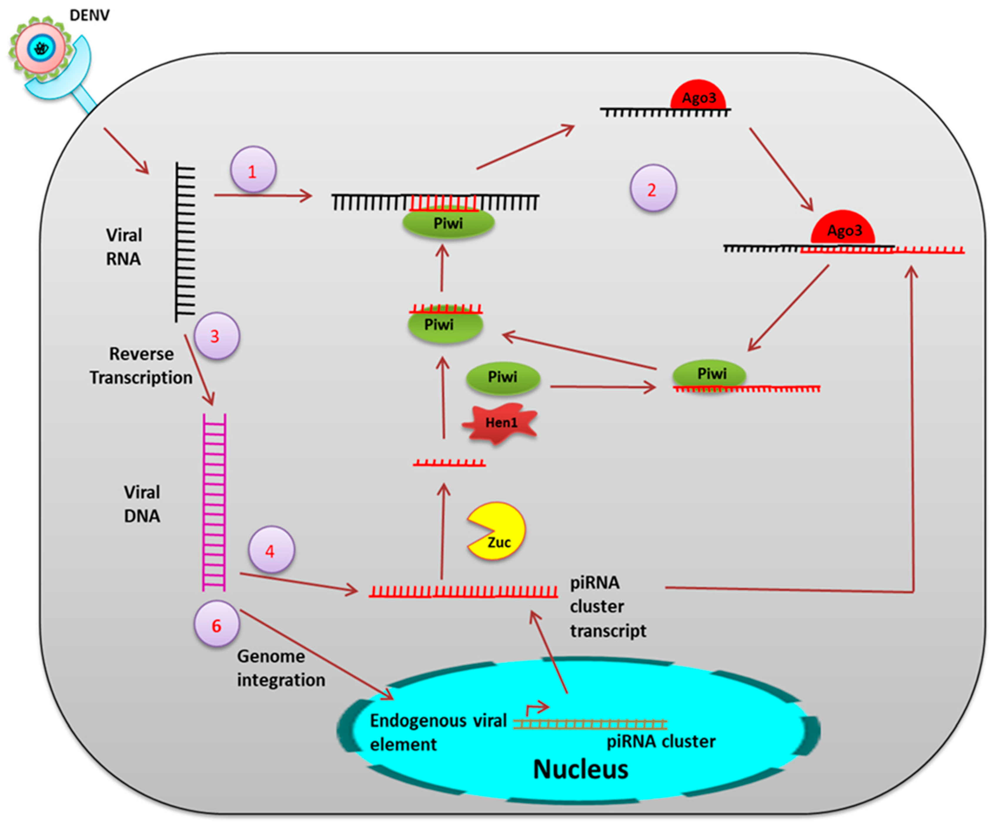Pathogens 08 00077 g006
