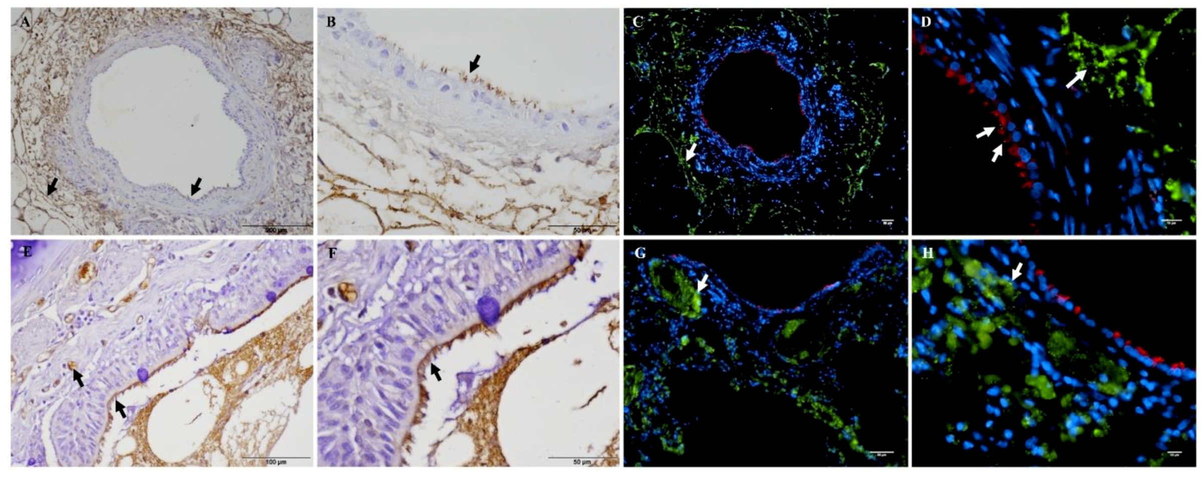 Pathogens 08 00082 g003 Pathogens 08 00082 g003