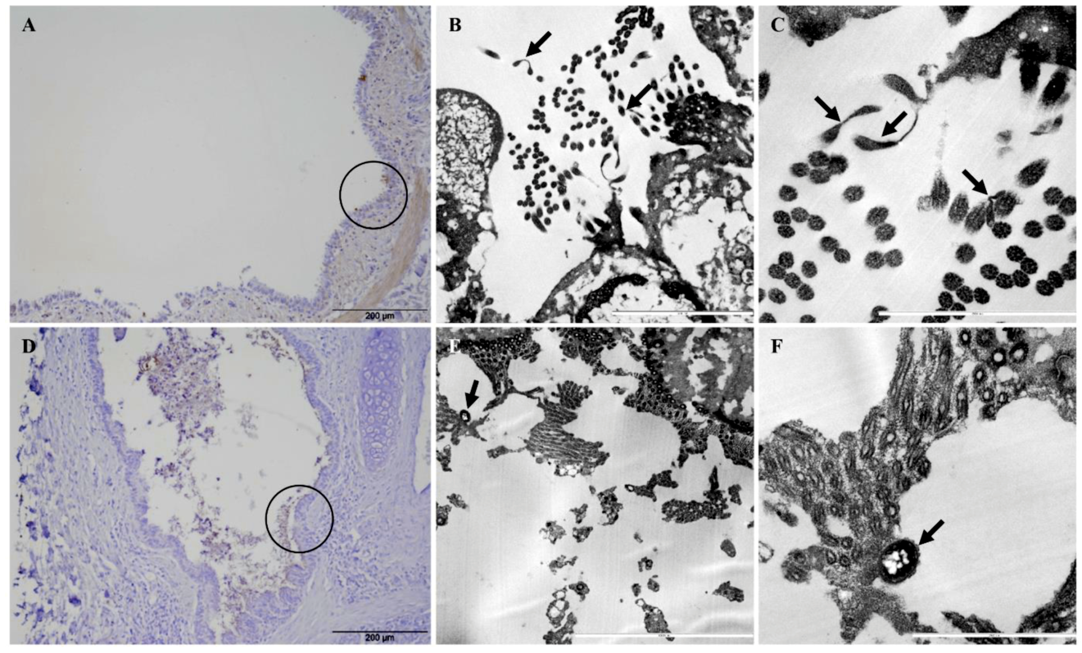 Pathogens 08 00082 g007 Pathogens 08 00082 g007