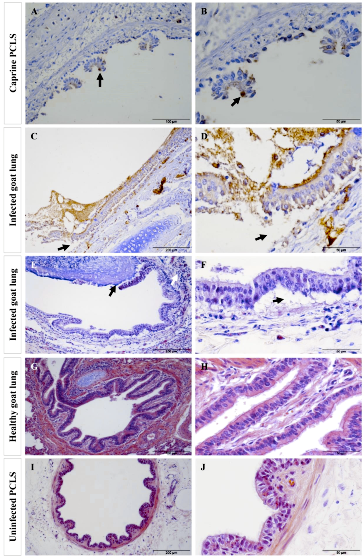 Pathogens 08 00082 g008 Pathogens 08 00082 g008