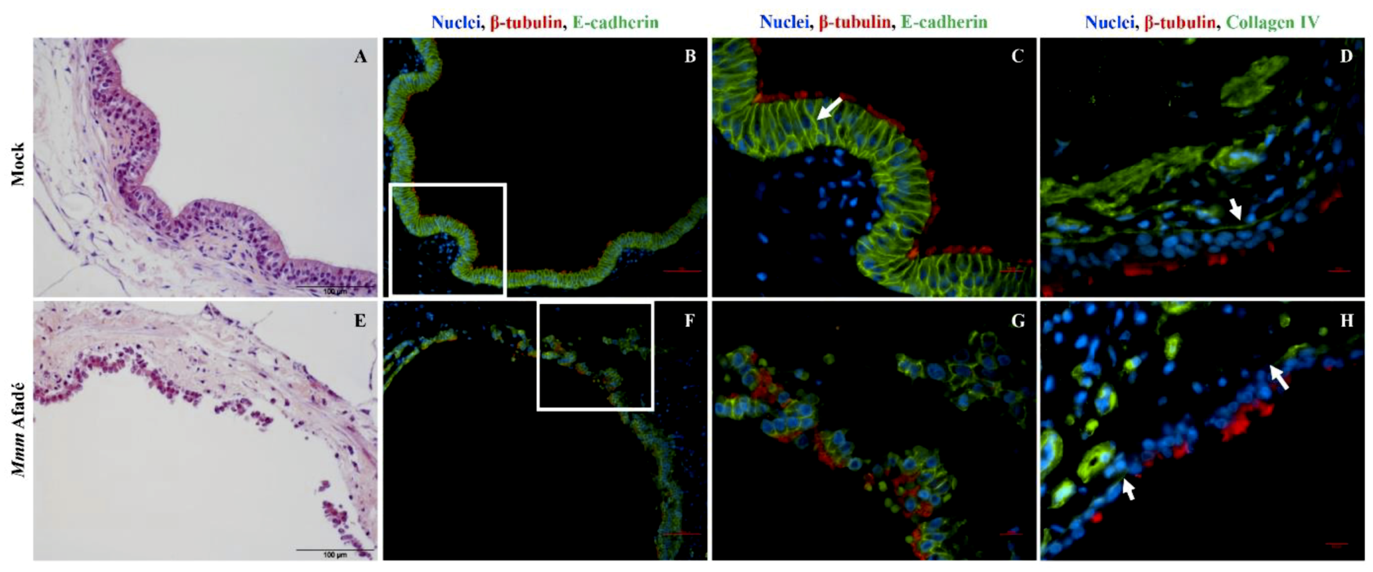 Pathogens 08 00082 g010 Pathogens 08 00082 g010