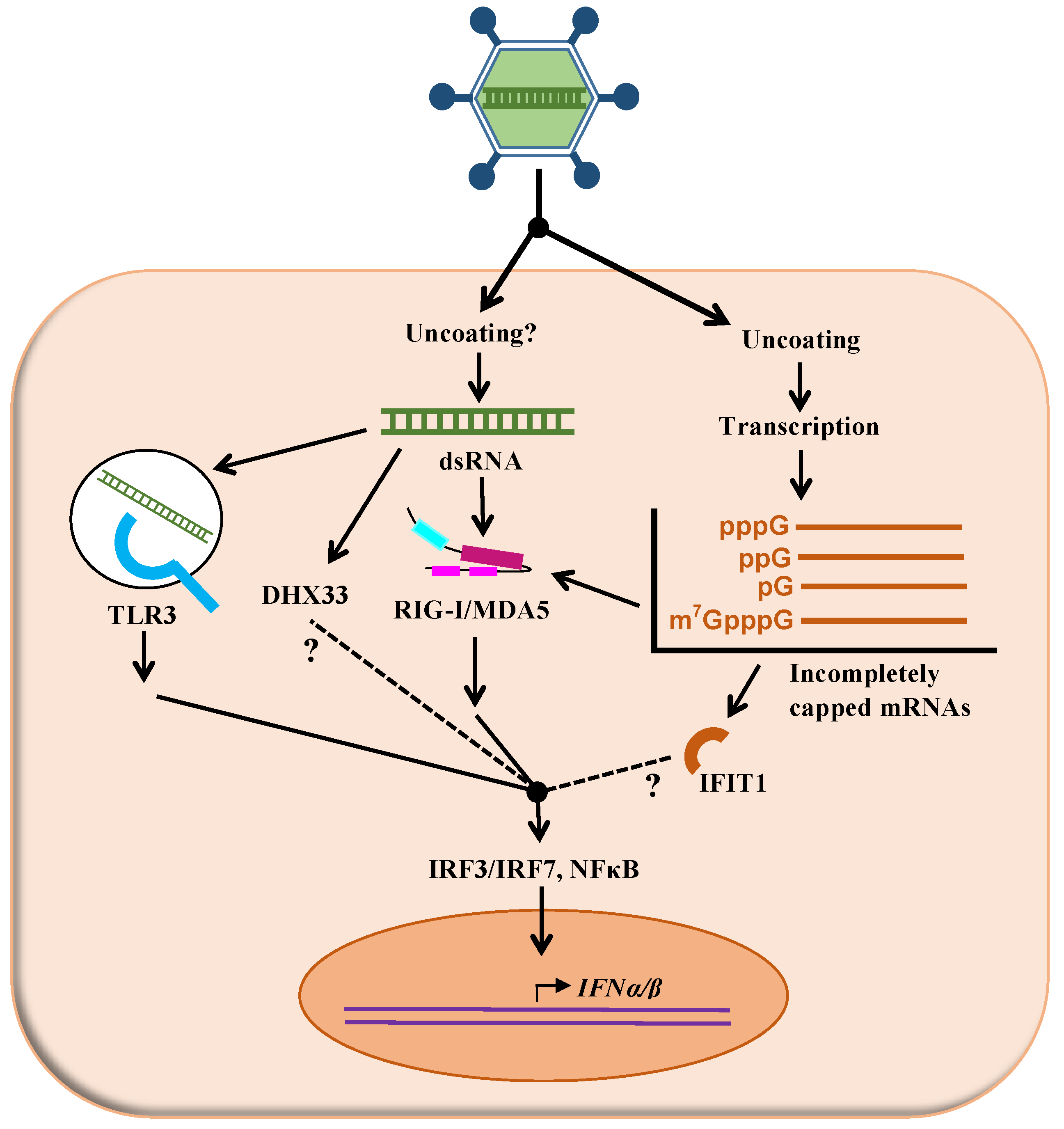 Pathogens 08 00083 g001