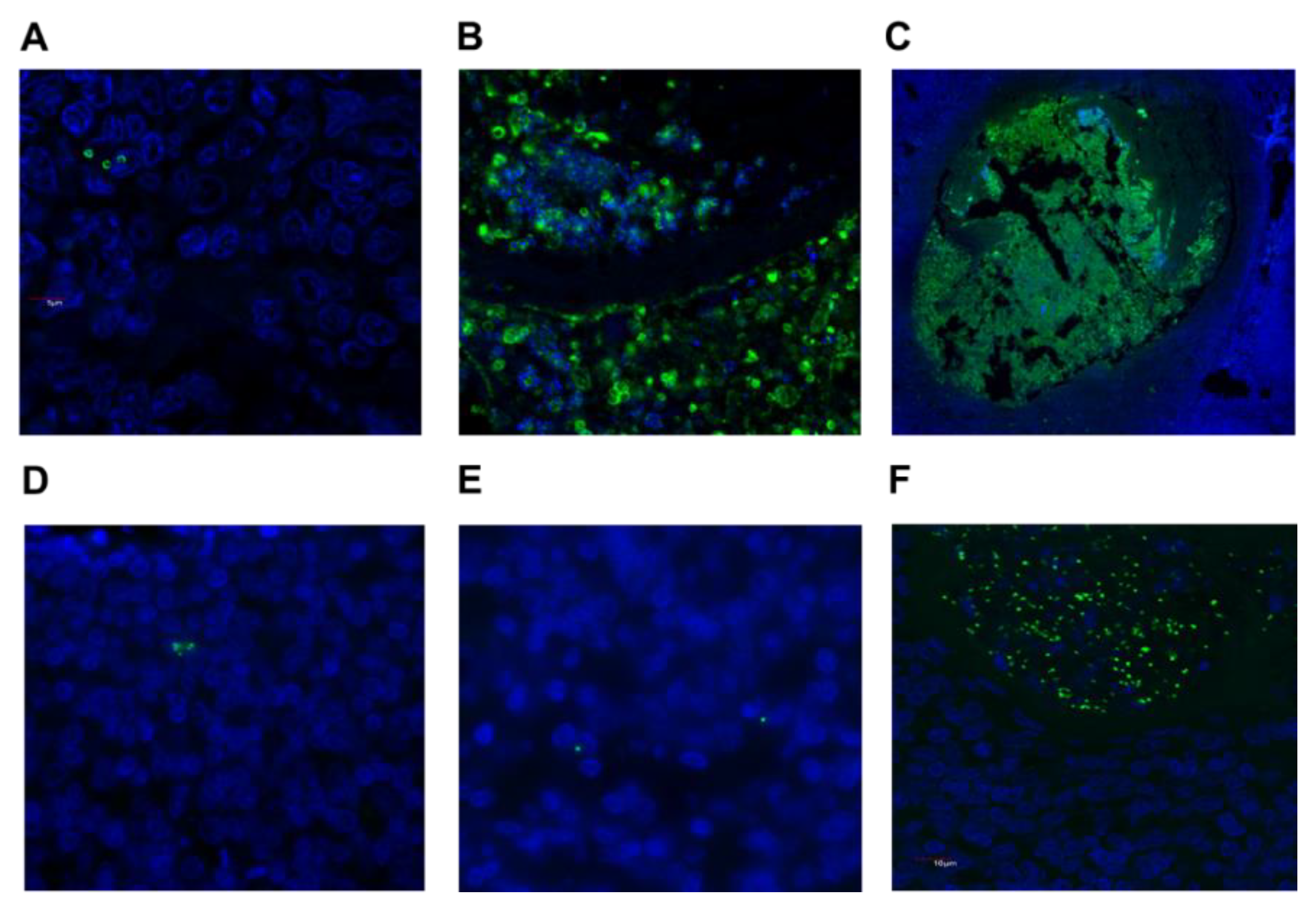 Pathogens 08 00090 g001