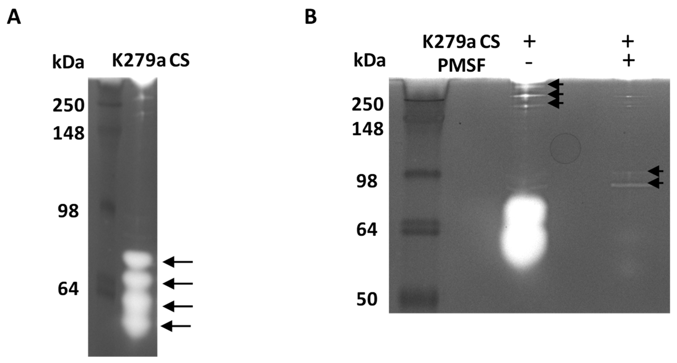 Pathogens 08 00092 g005