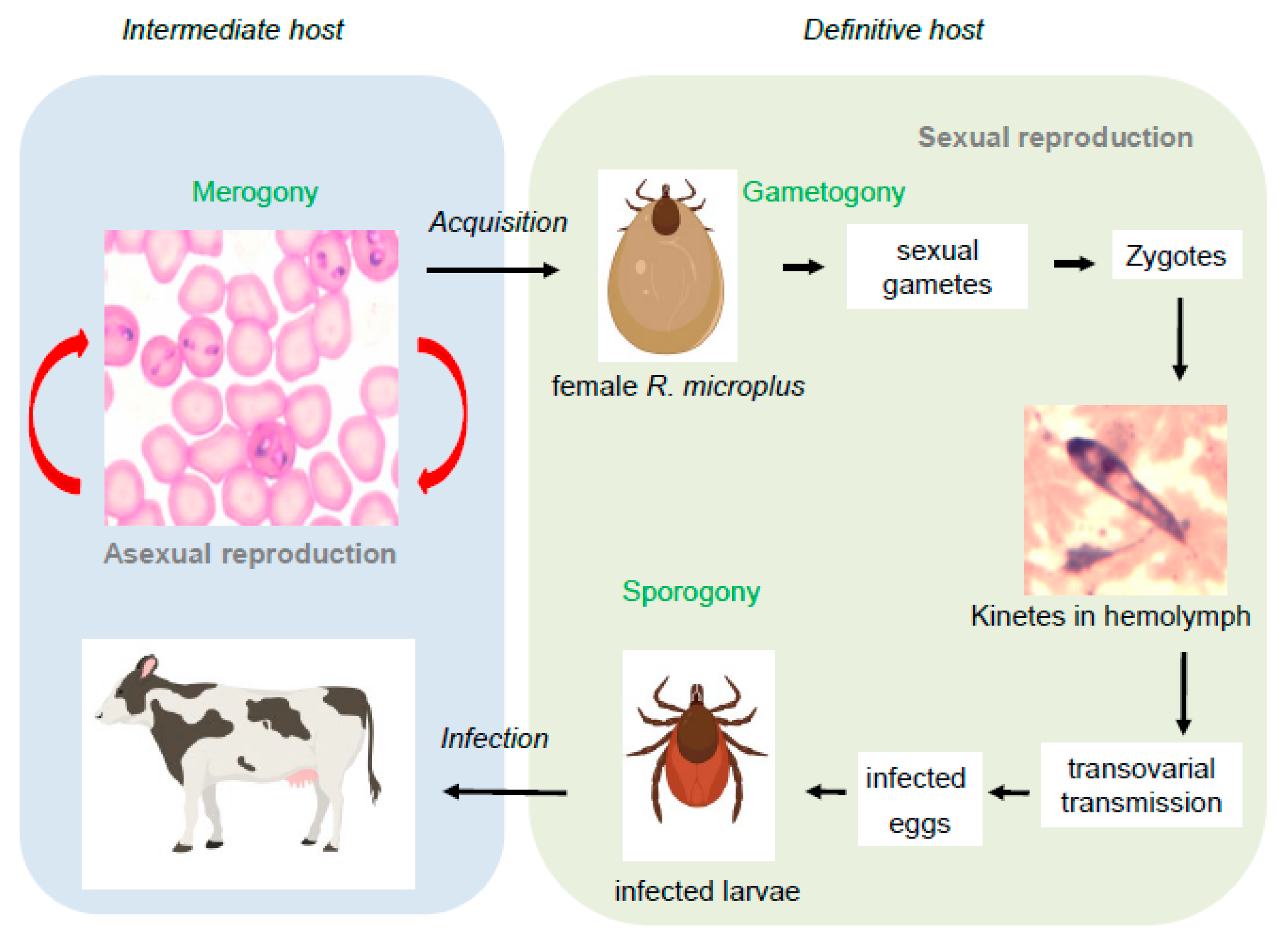 Pathogens 08 00097 g002
