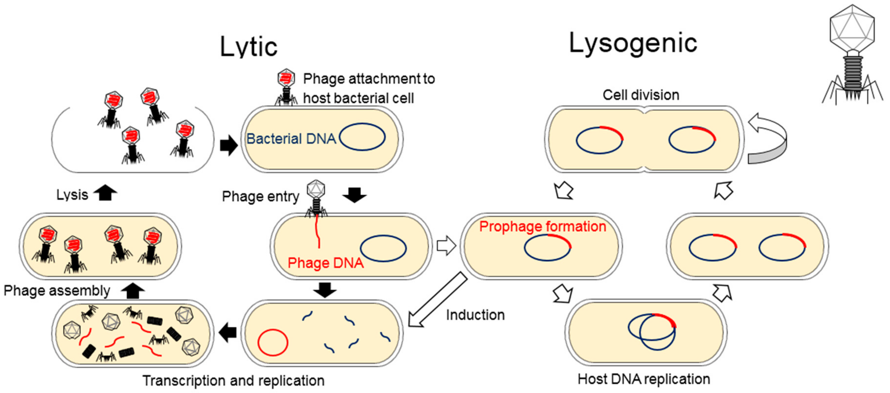 Pathogens 08 00100 g001