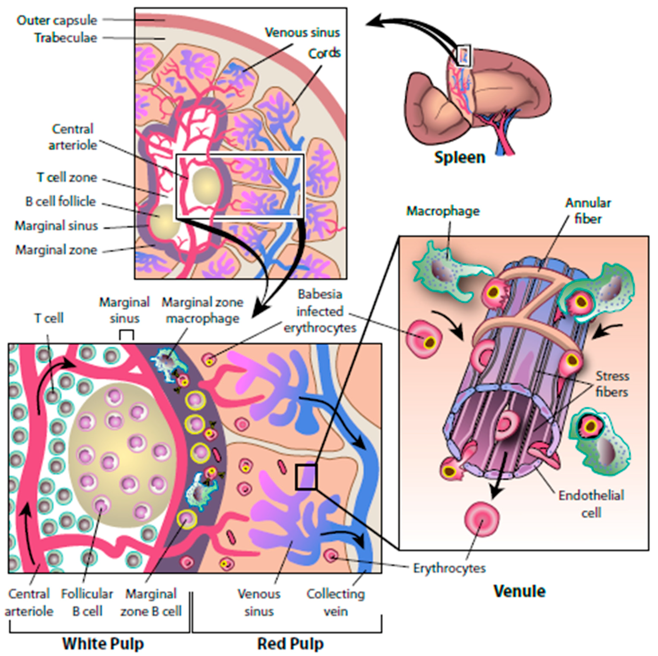 Pathogens 08 00102 g003 Pathogens 08 00102 g003