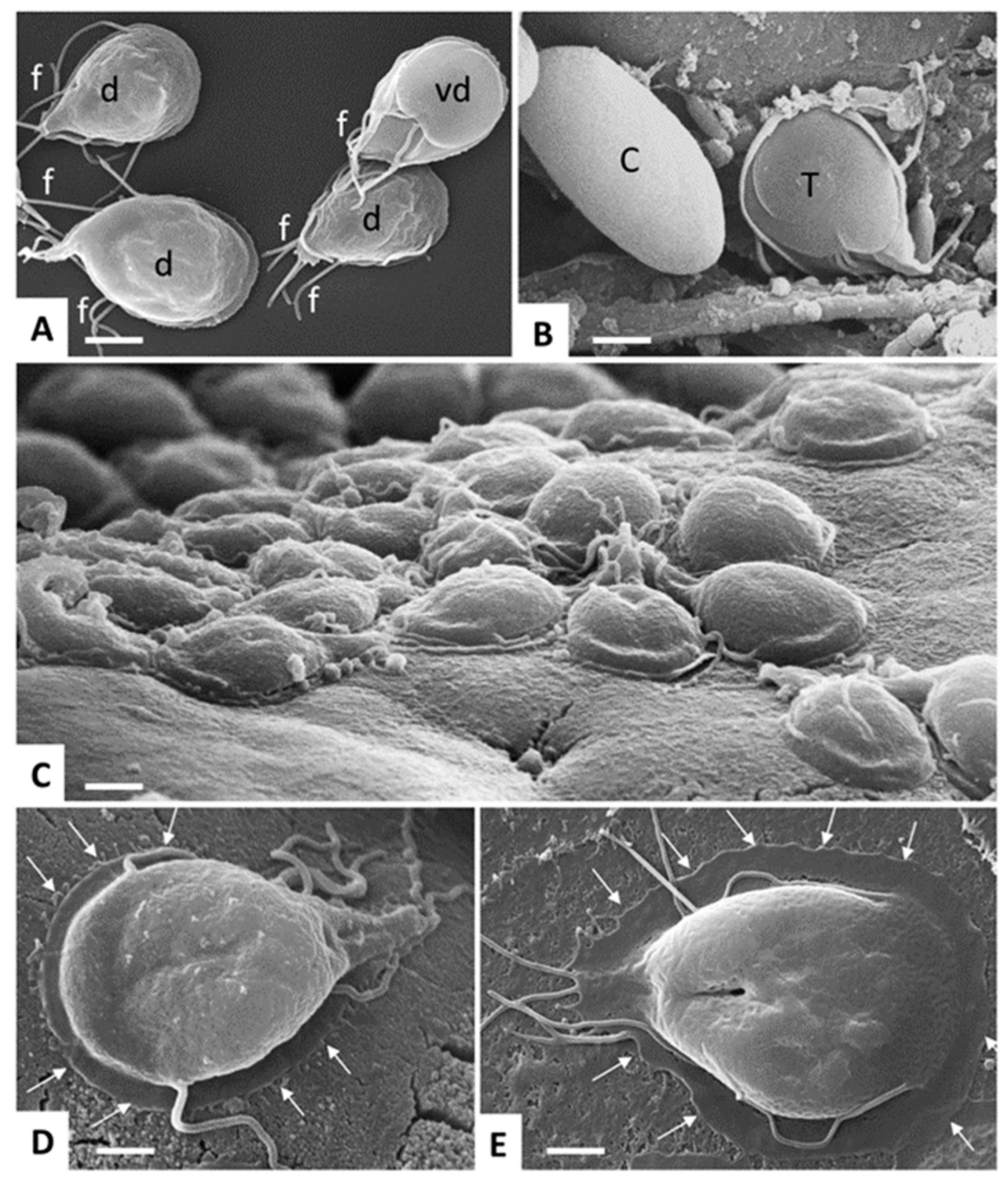 Pathogens 08 00116 g002
