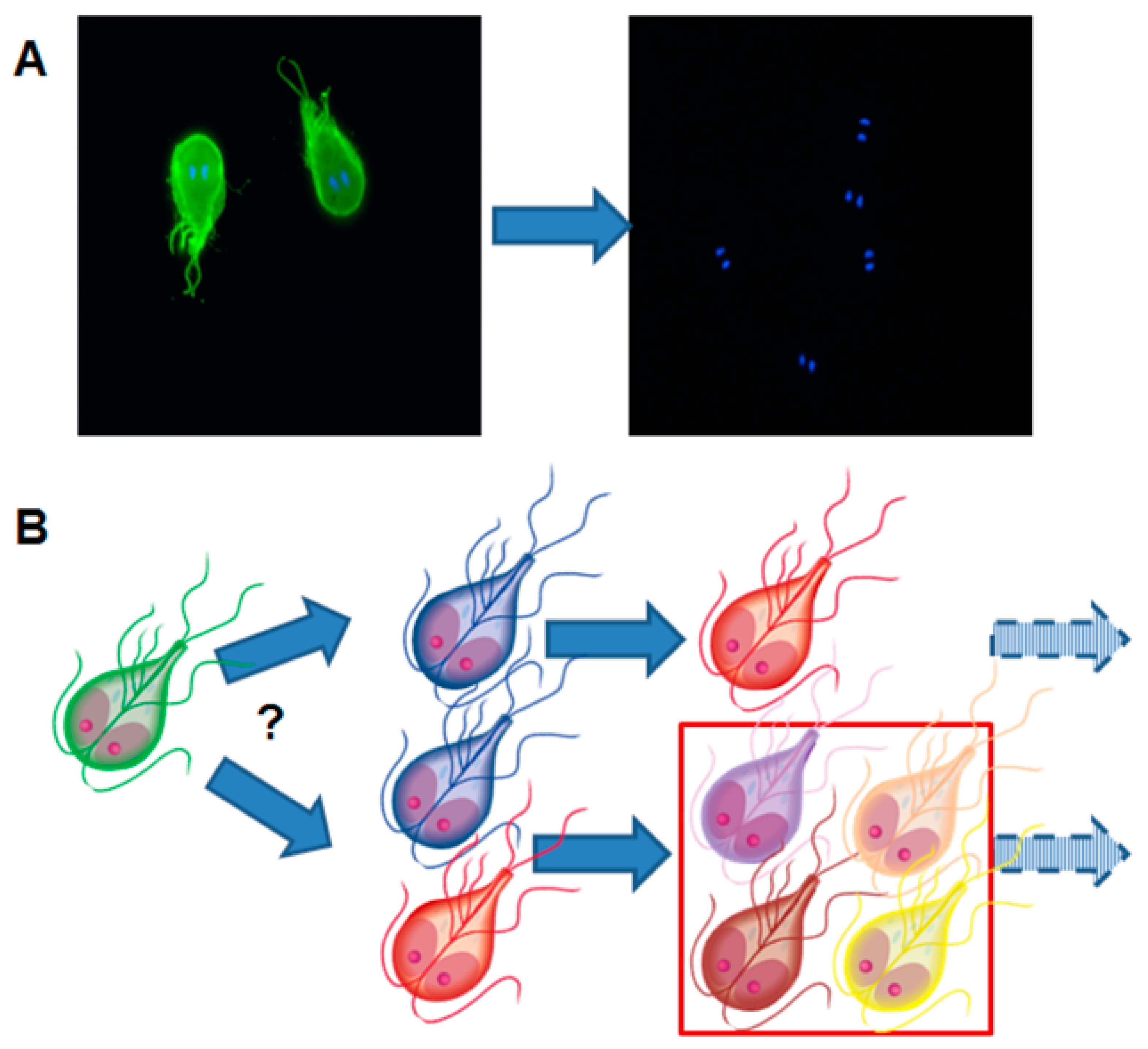 Pathogens 08 00116 g008