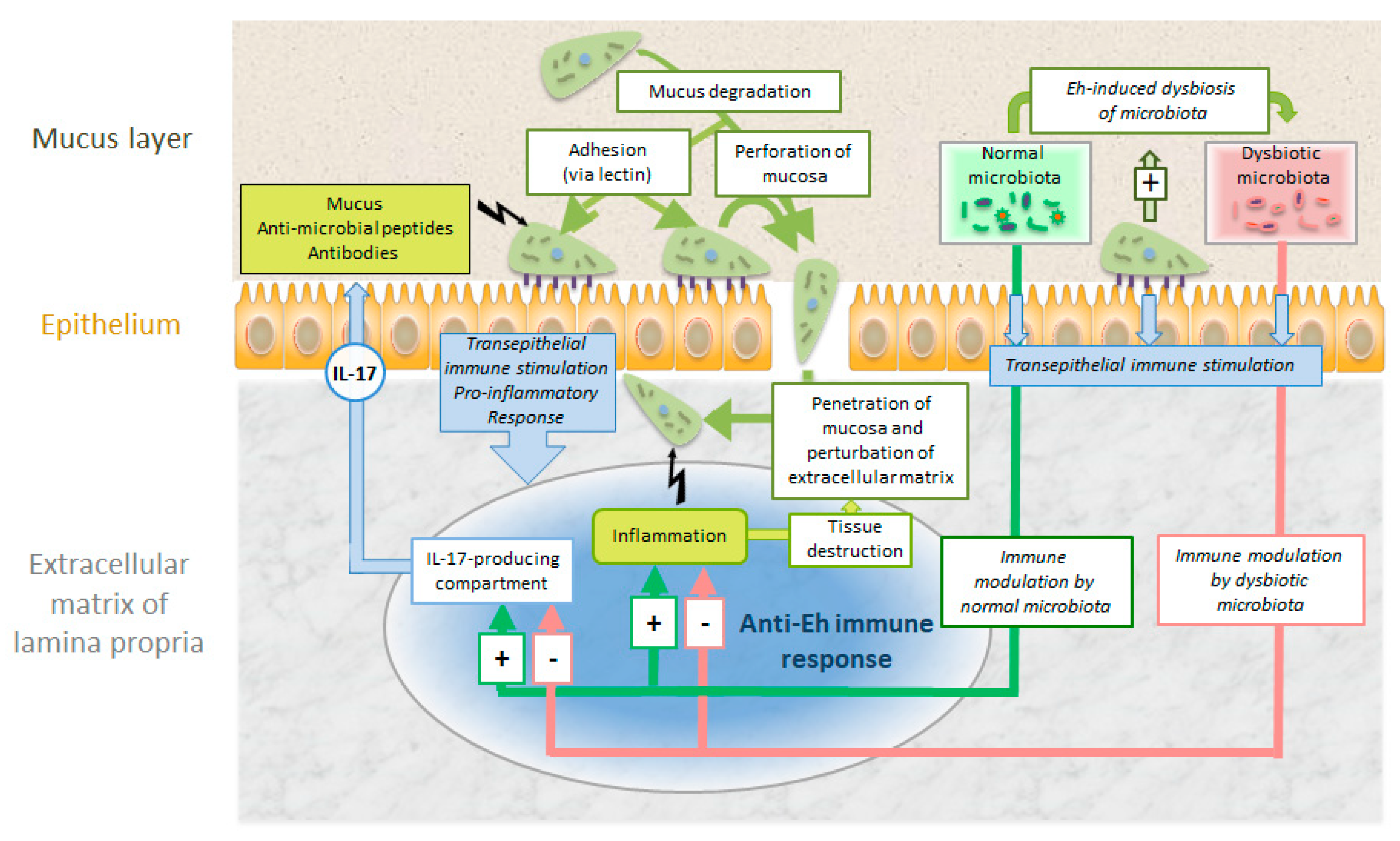 Pathogens 08 00116 g009