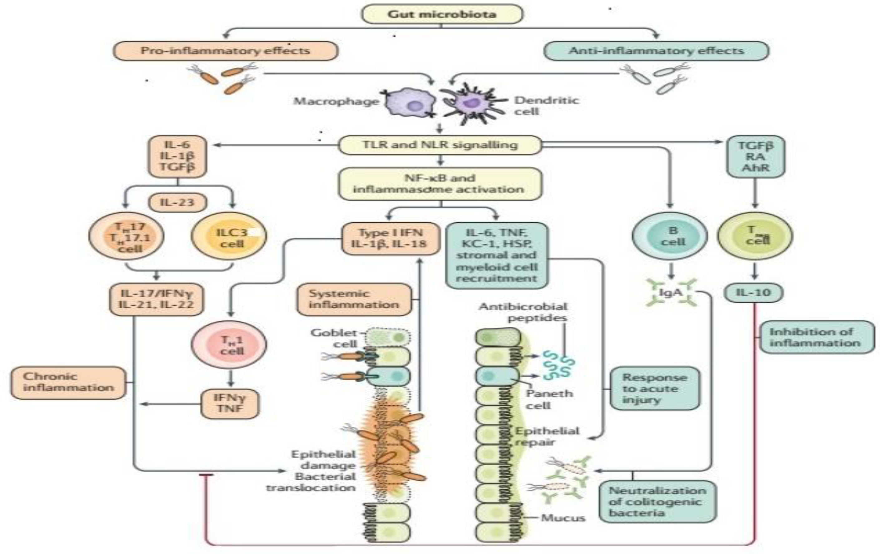 Pathogens 08 00126 g001