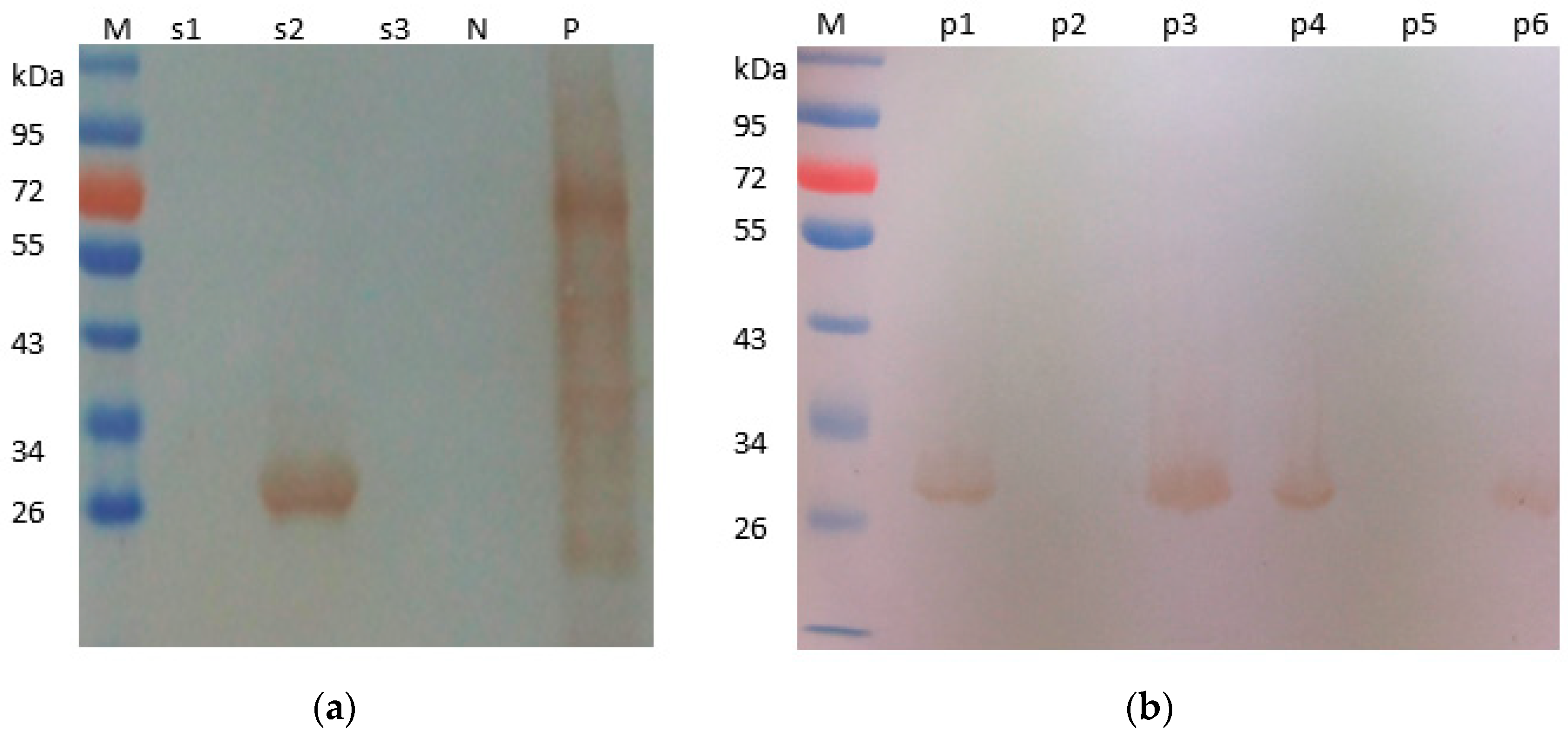 Pathogens 08 00140 g005