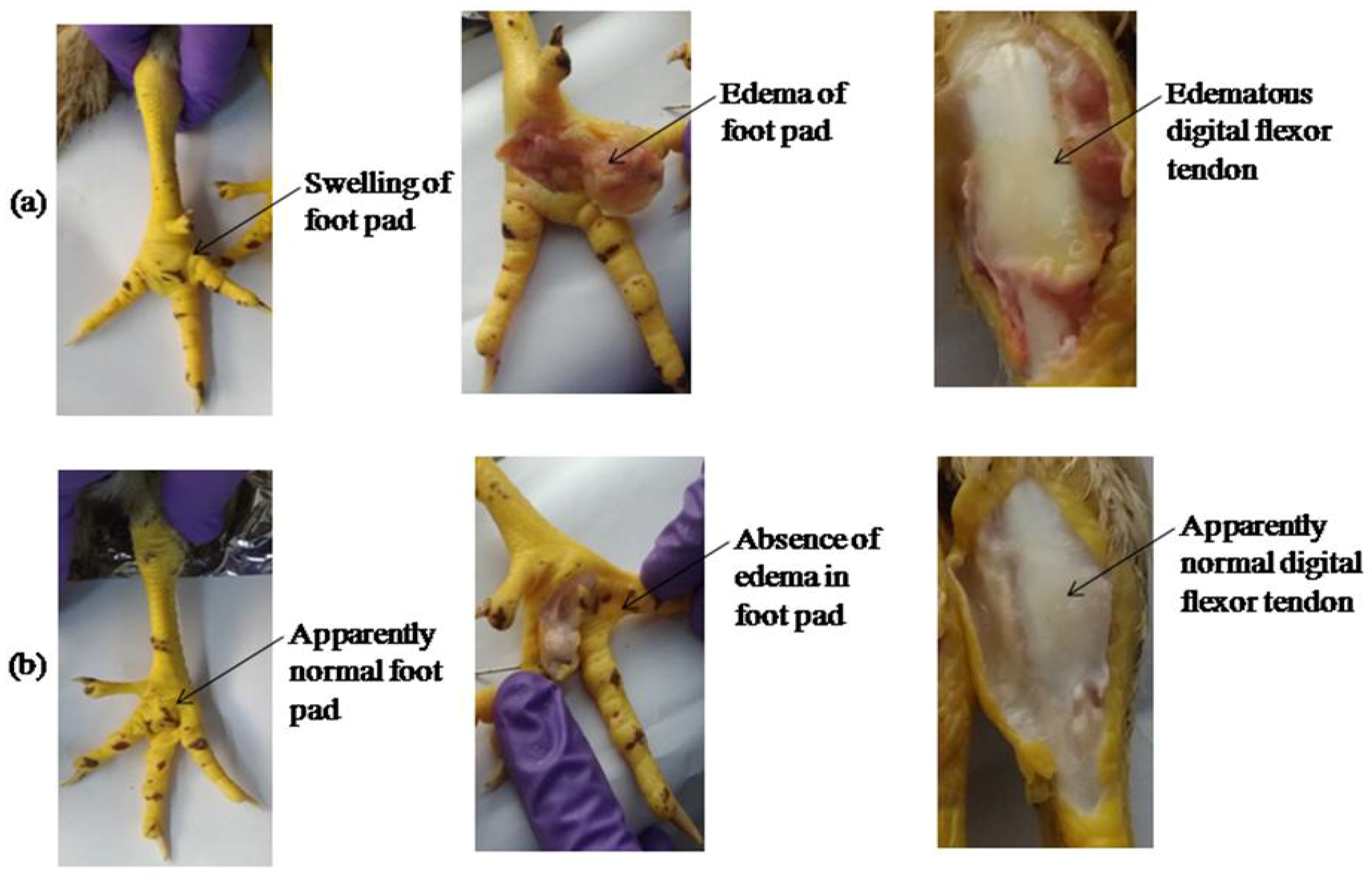 Pathogens 08 00145 g008