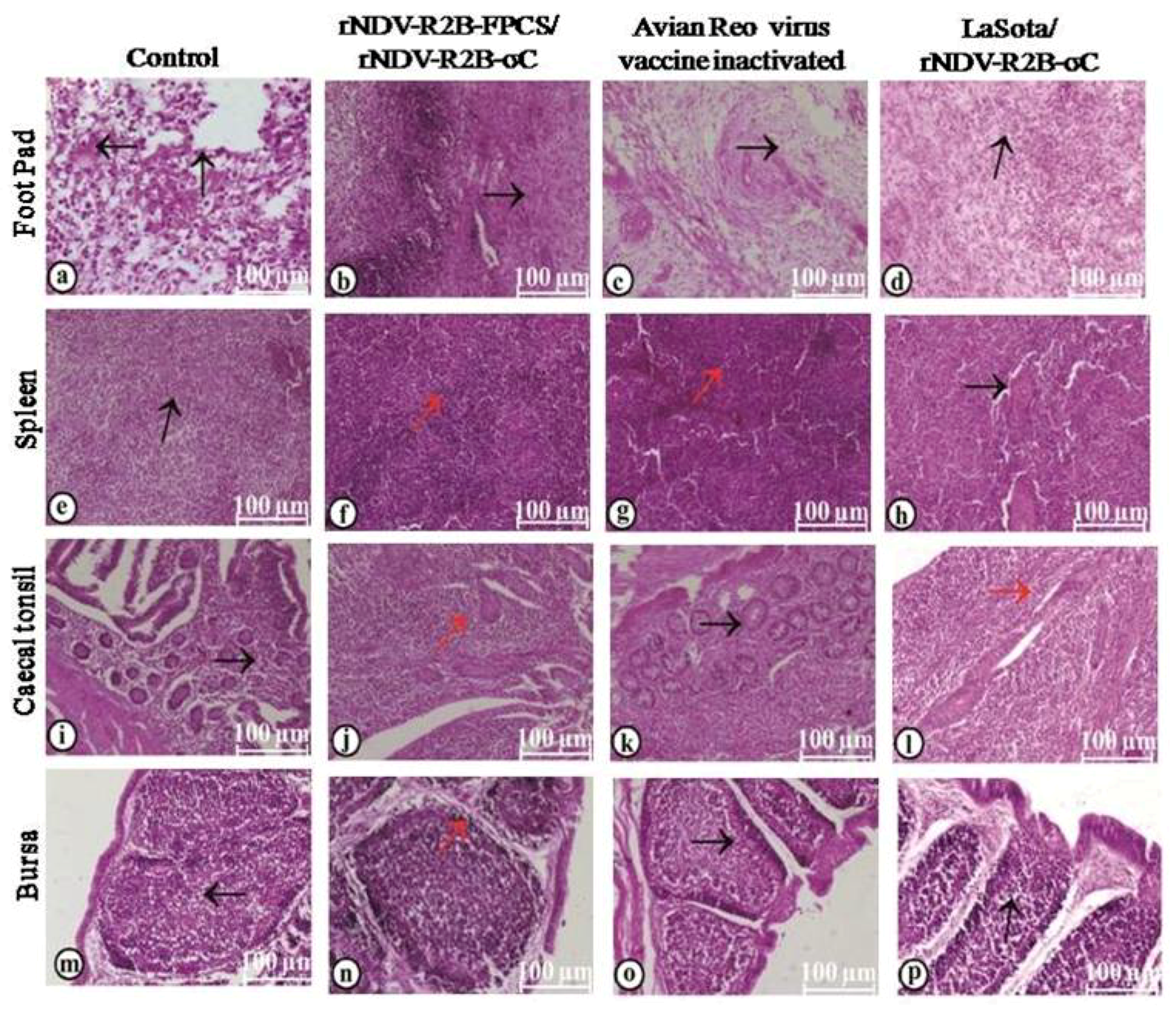 Pathogens 08 00145 g010