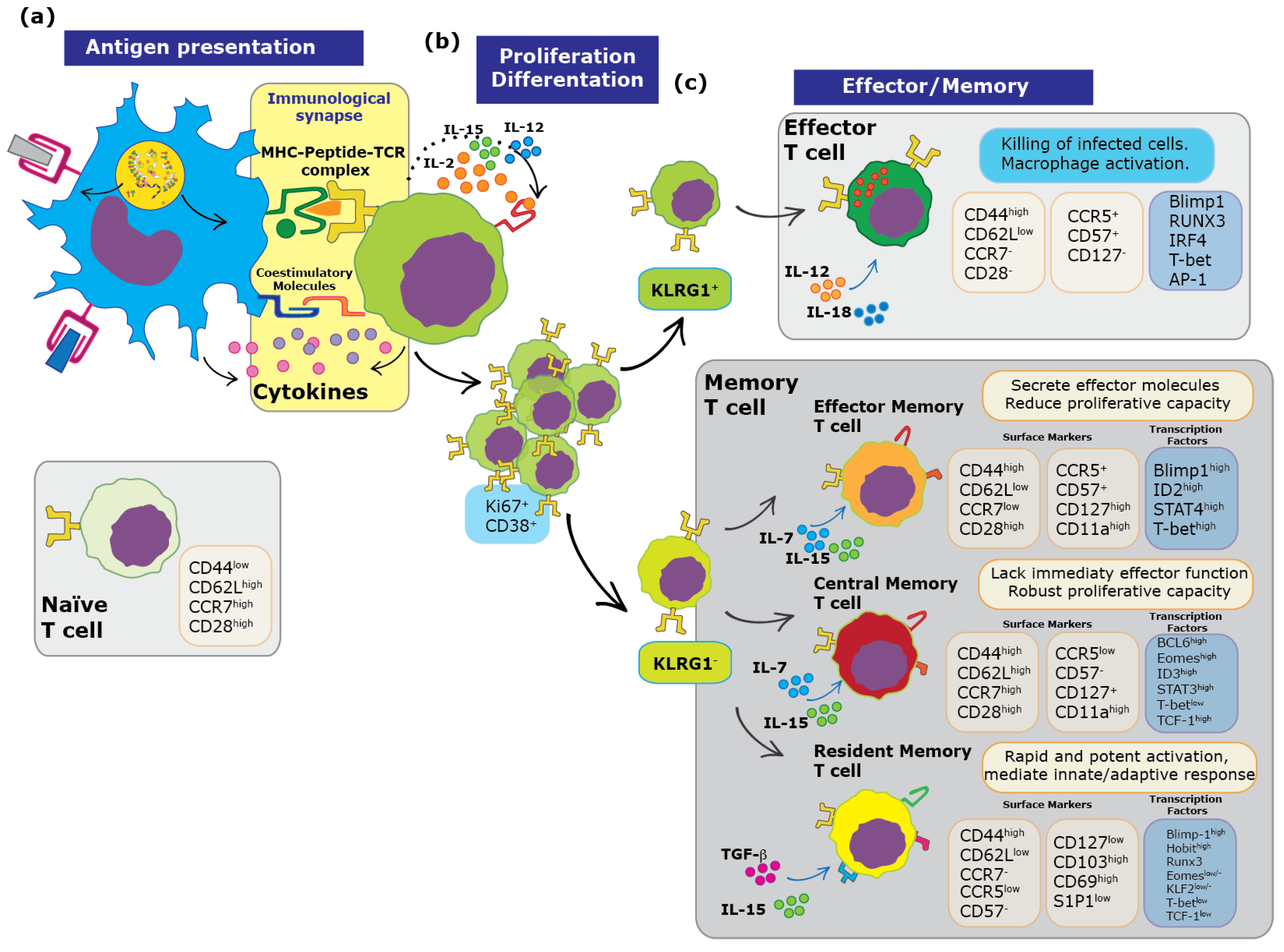 Pathogens 08 00147 g001