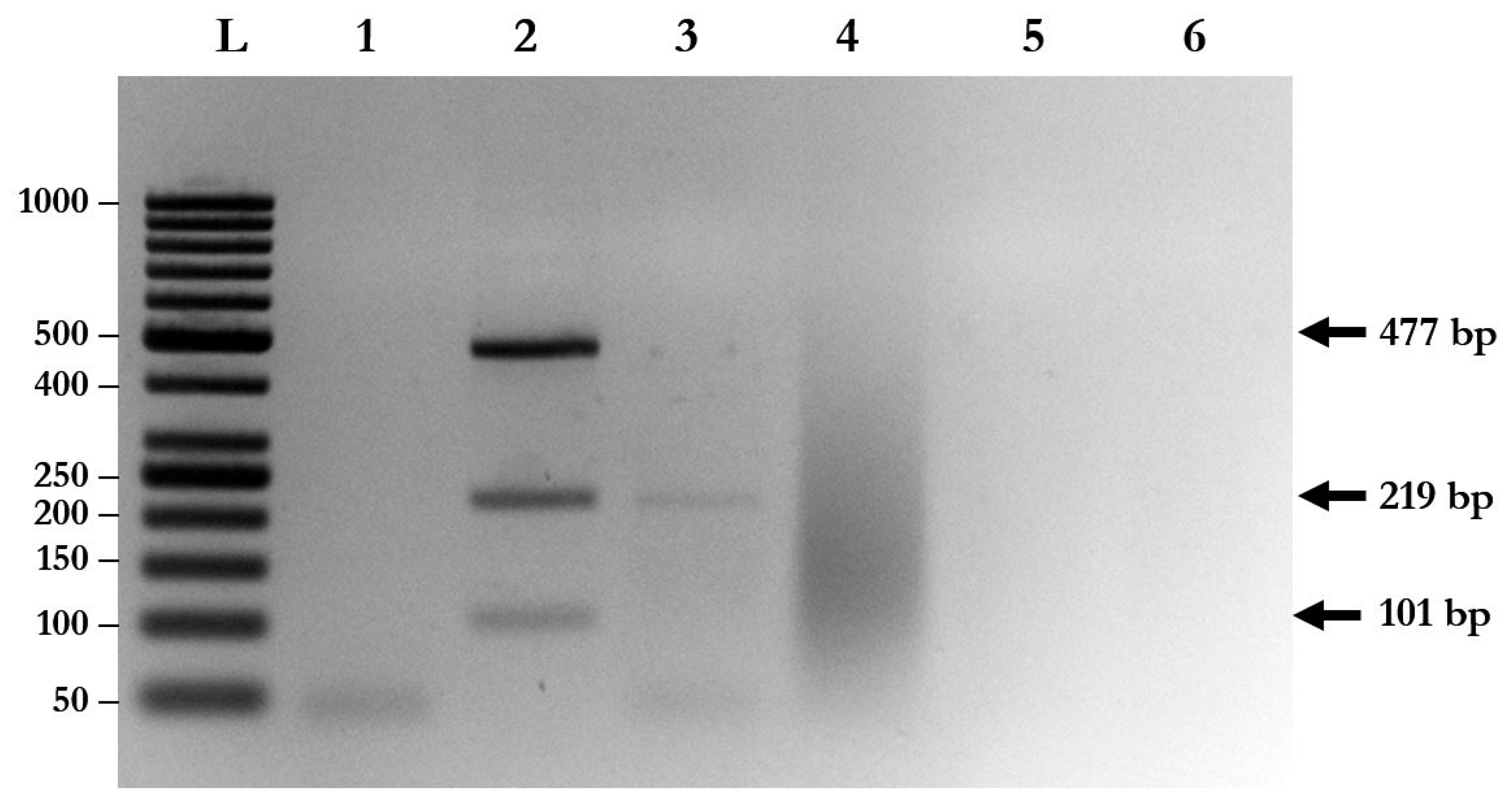 Pathogens 08 00152 g002