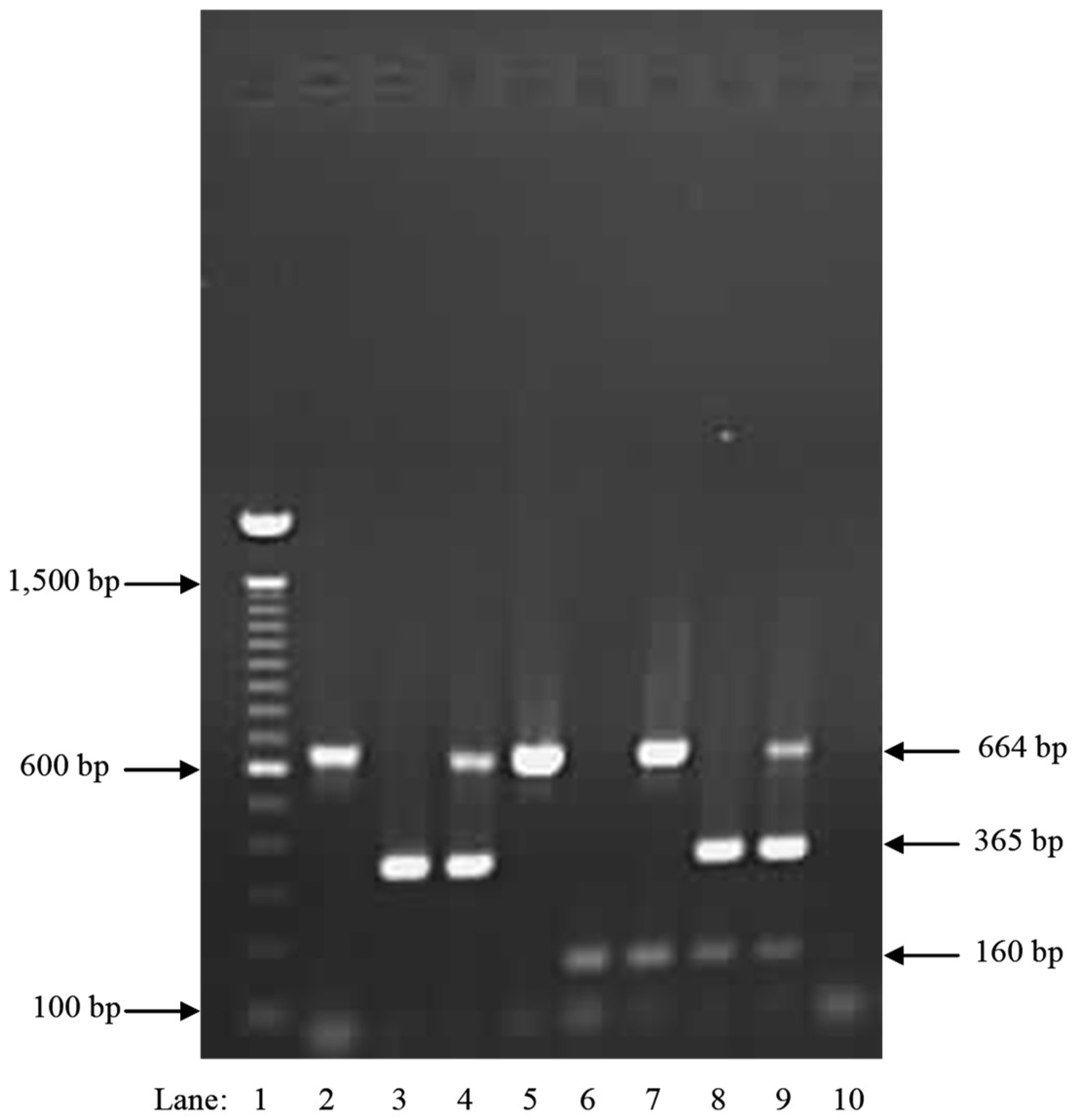 Pathogens 08 00156 g008 Pathogens 08 00156 g008