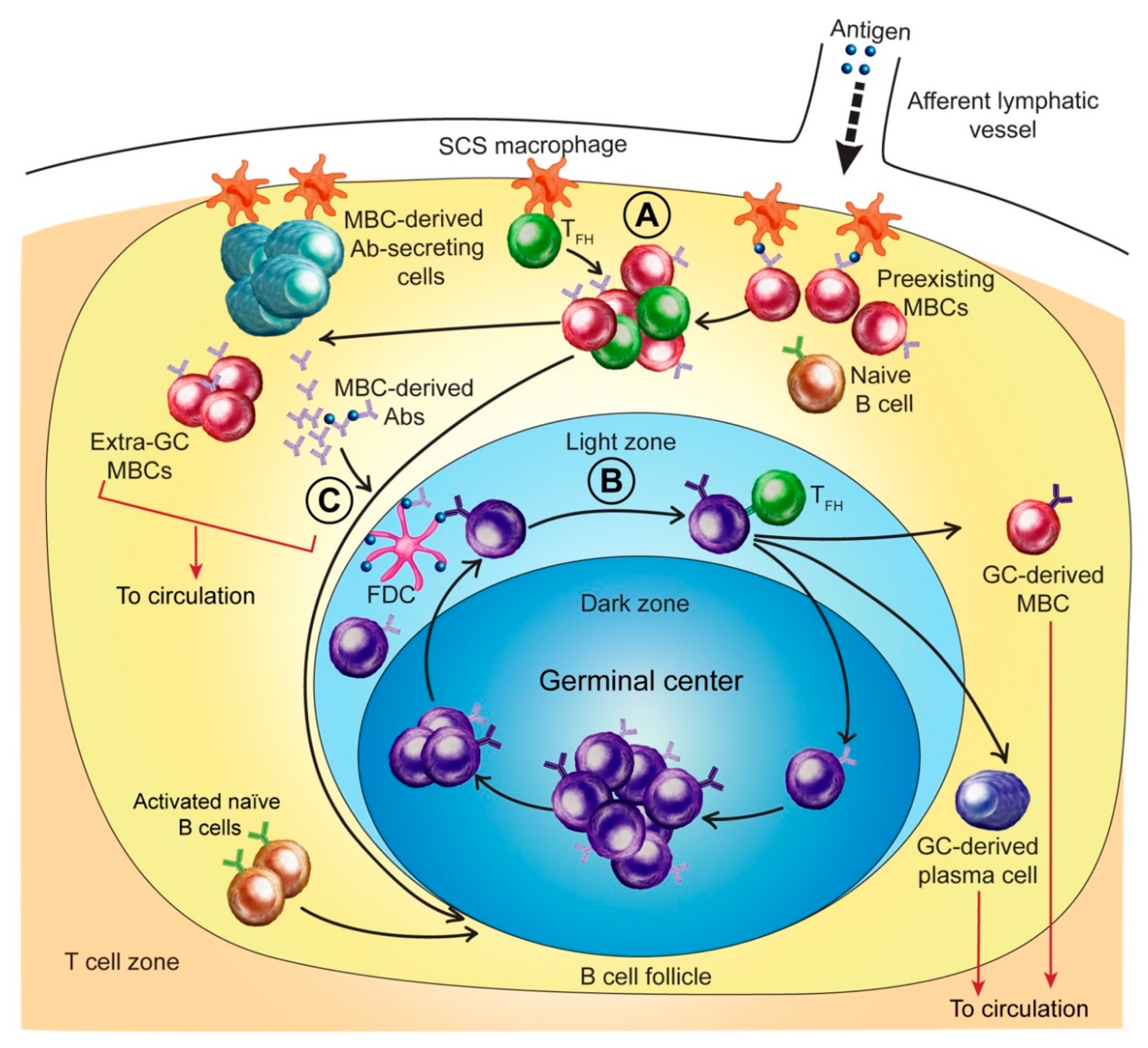 Pathogens 08 00167 g001