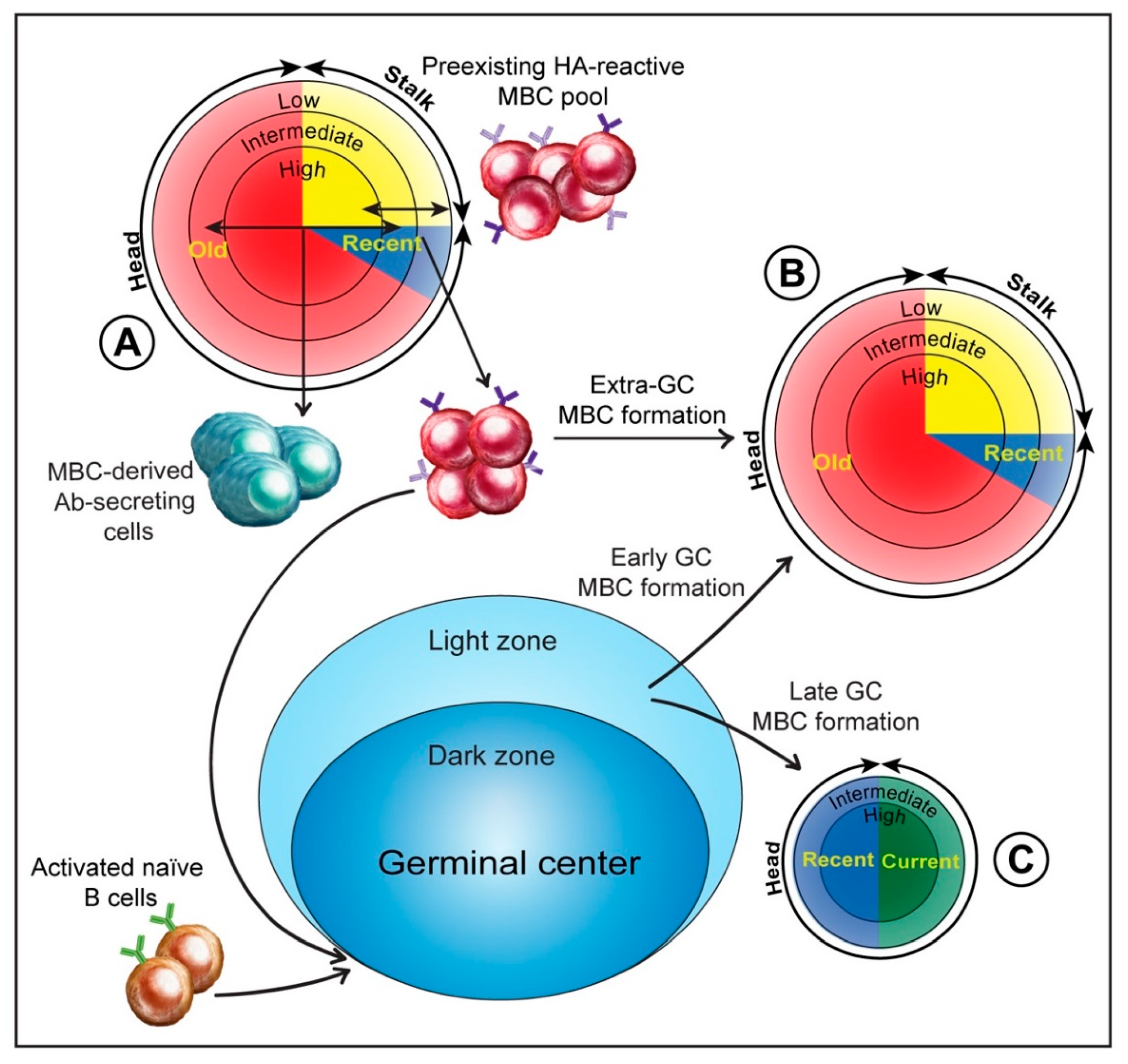 Pathogens 08 00167 g002