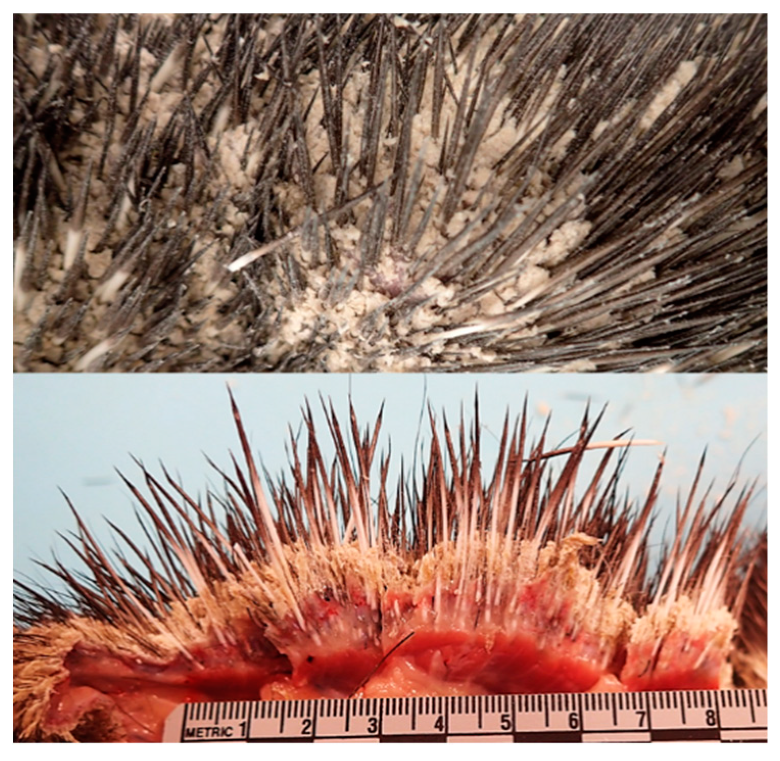 Pathogens 08 00171 g002