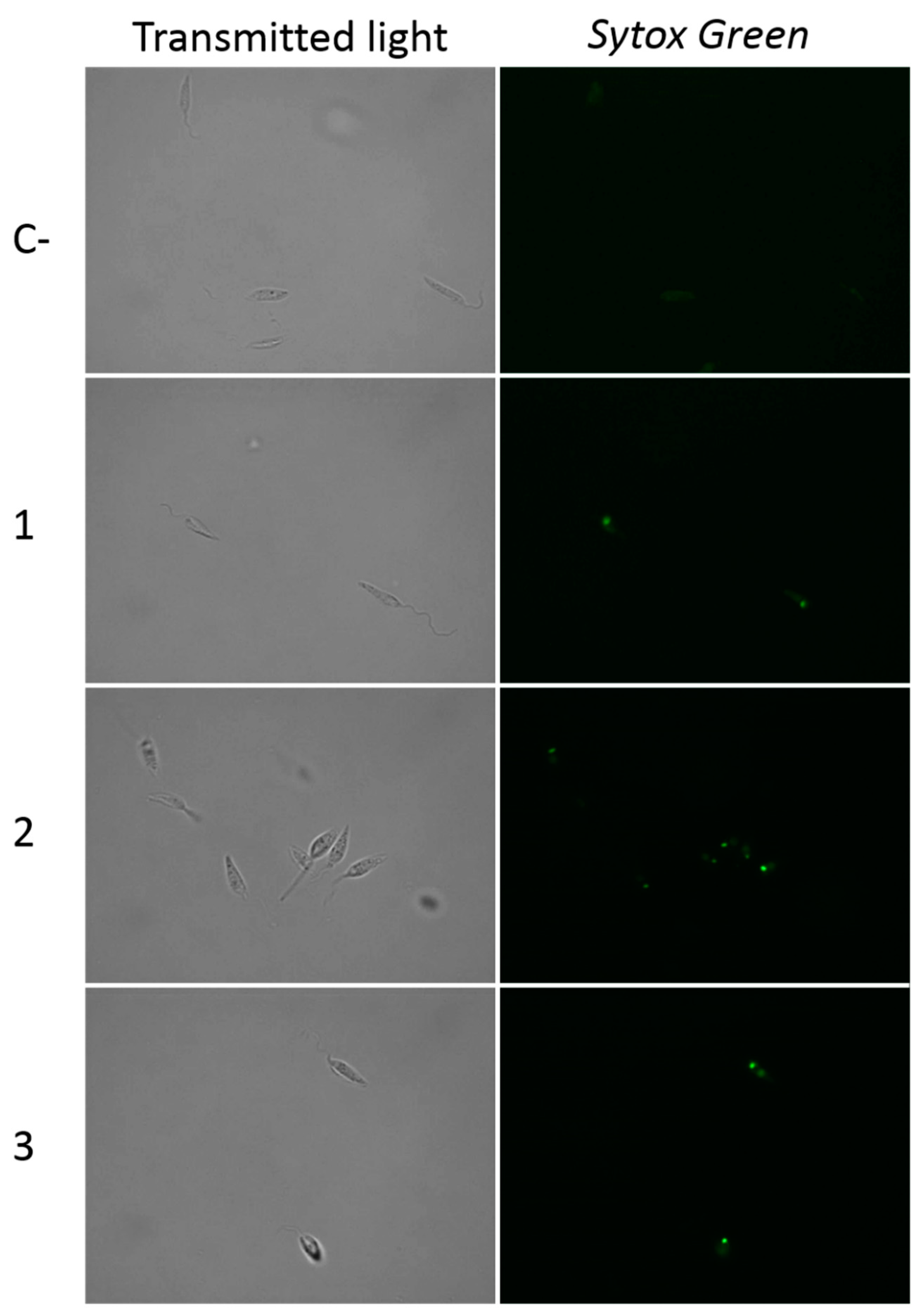 Pathogens 08 00172 g005