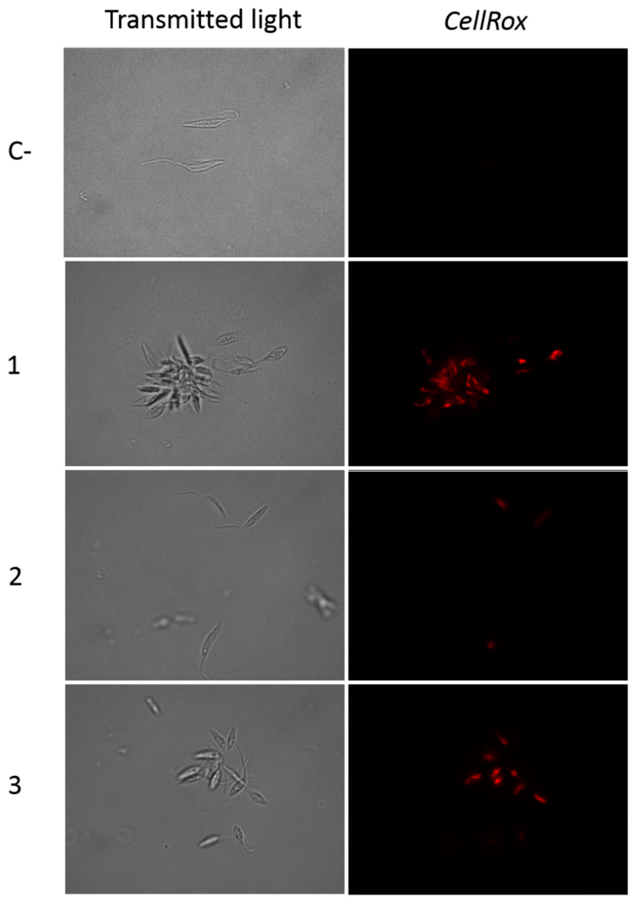 Pathogens 08 00172 g006