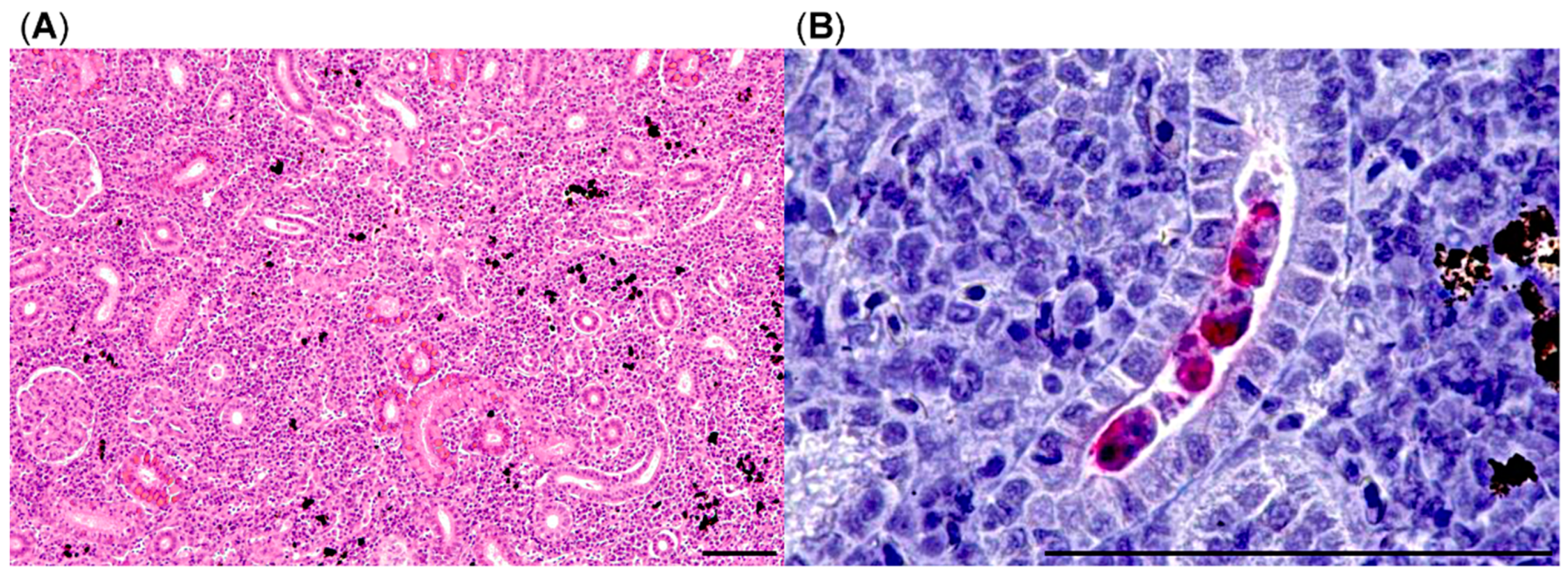 Pathogens 08 00177 g005 Pathogens 08 00177 g005