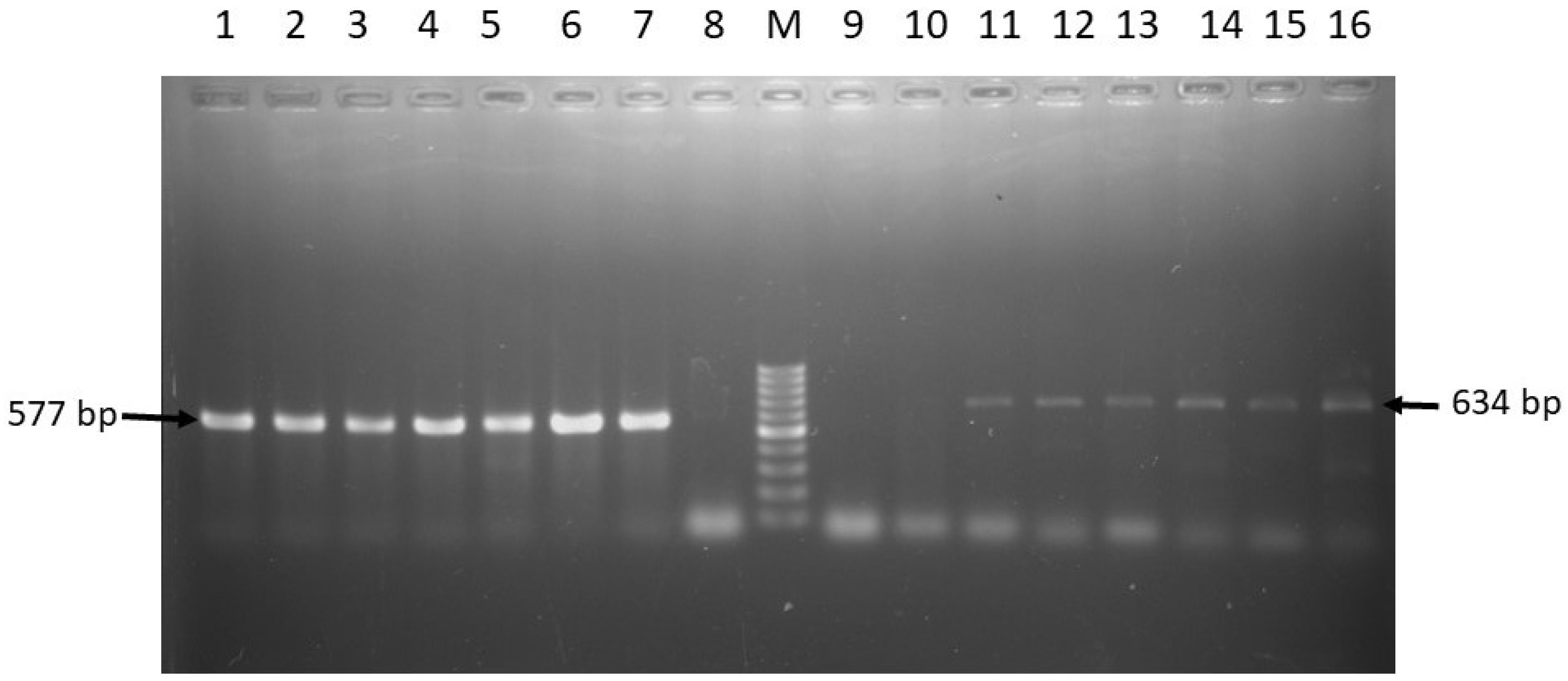 Pathogens 08 00191 g004