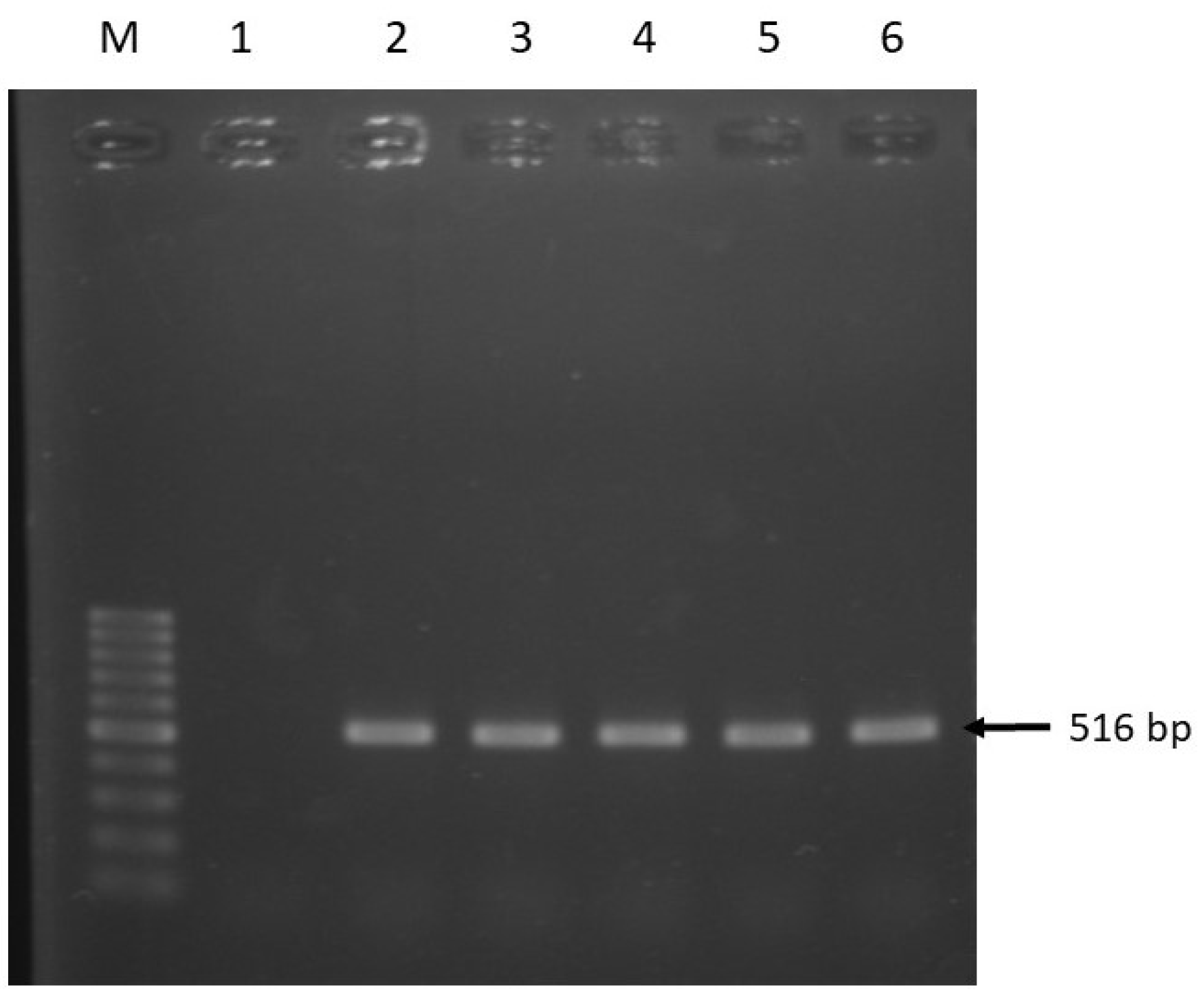 Pathogens 08 00191 g005